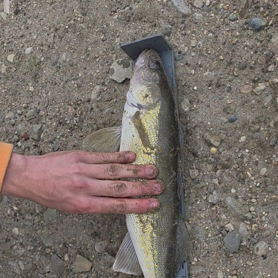Walleye caught on Fishbrain
