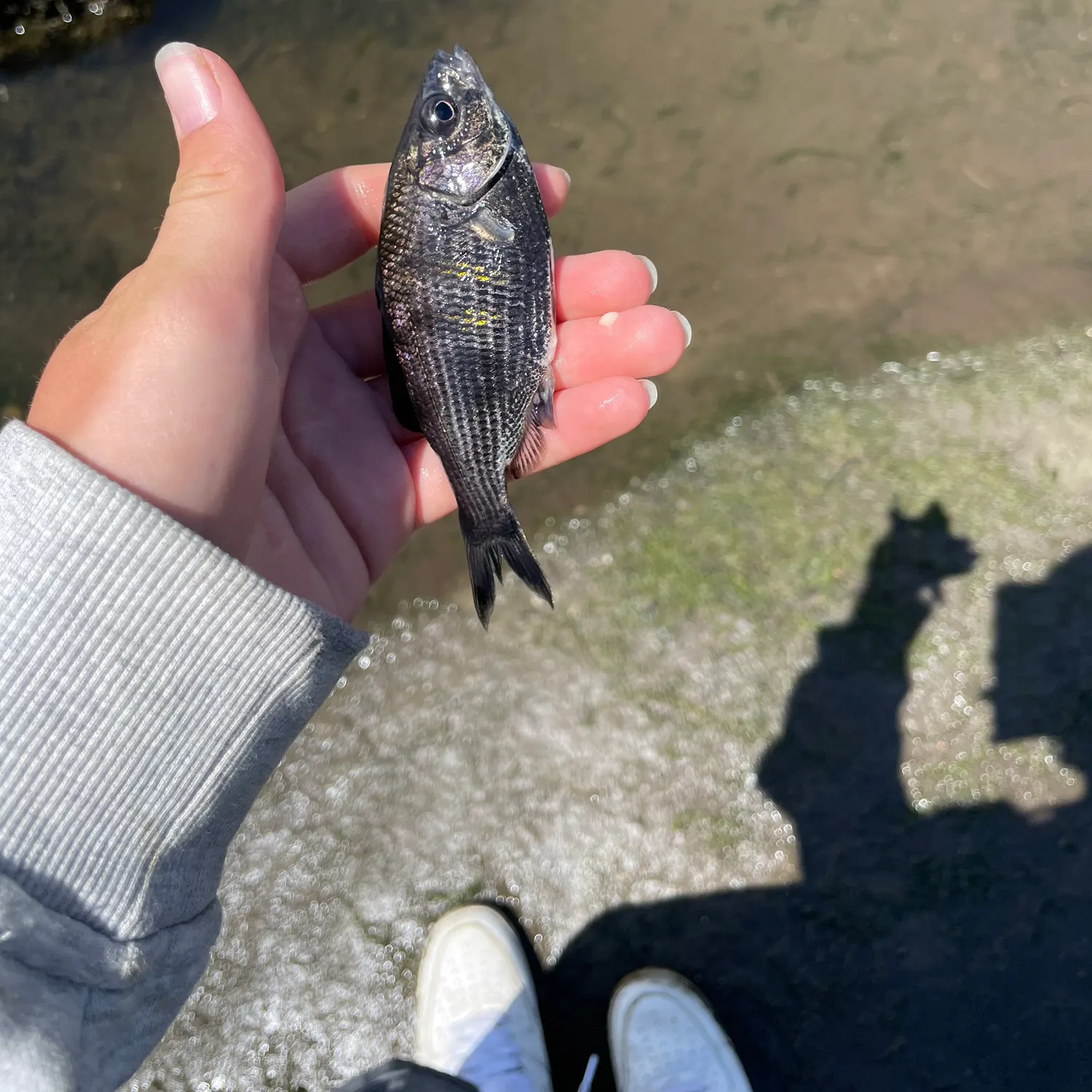 The most recent Shiner perch catches on Fishbrain