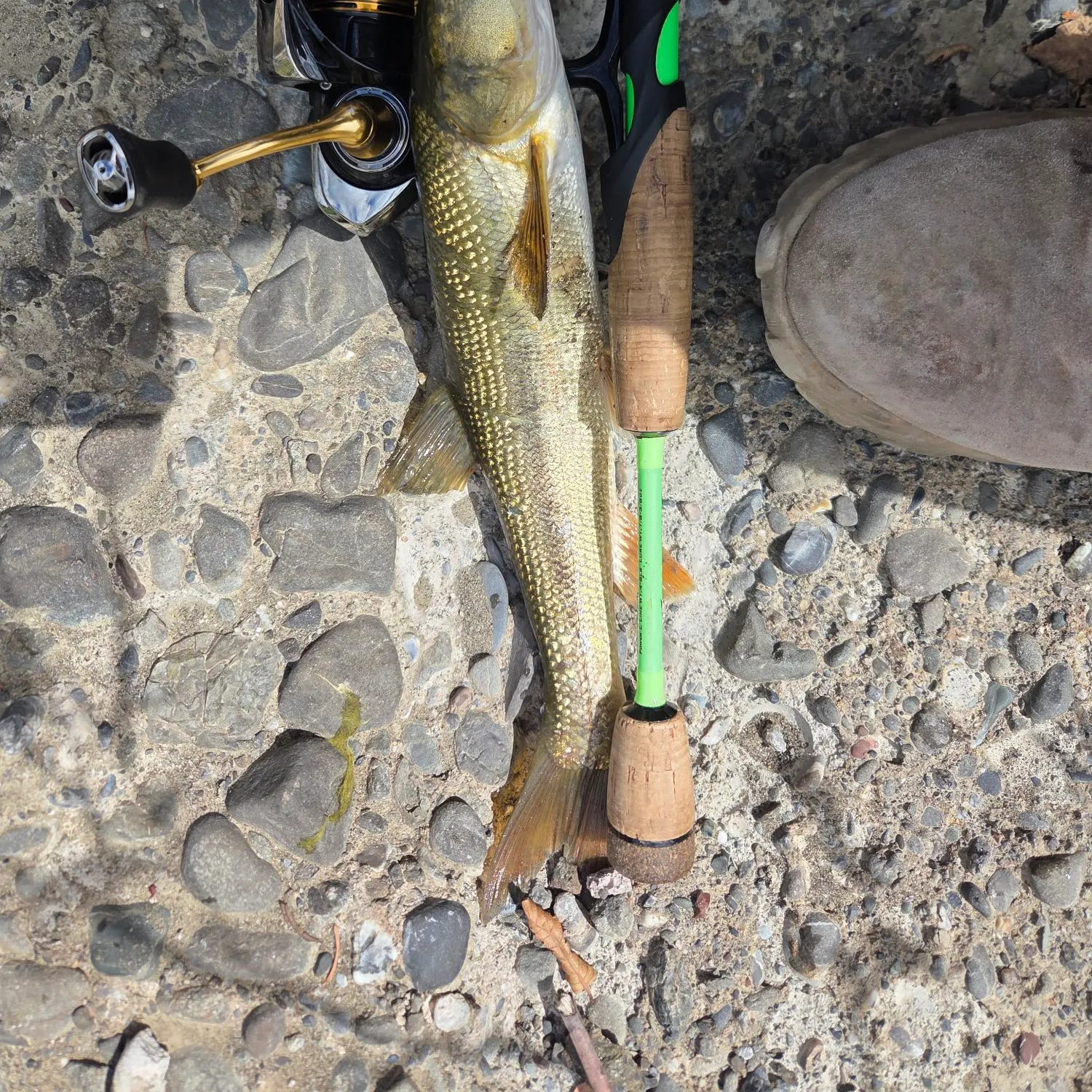 Sacramento pikeminnow caught on Fishbrain