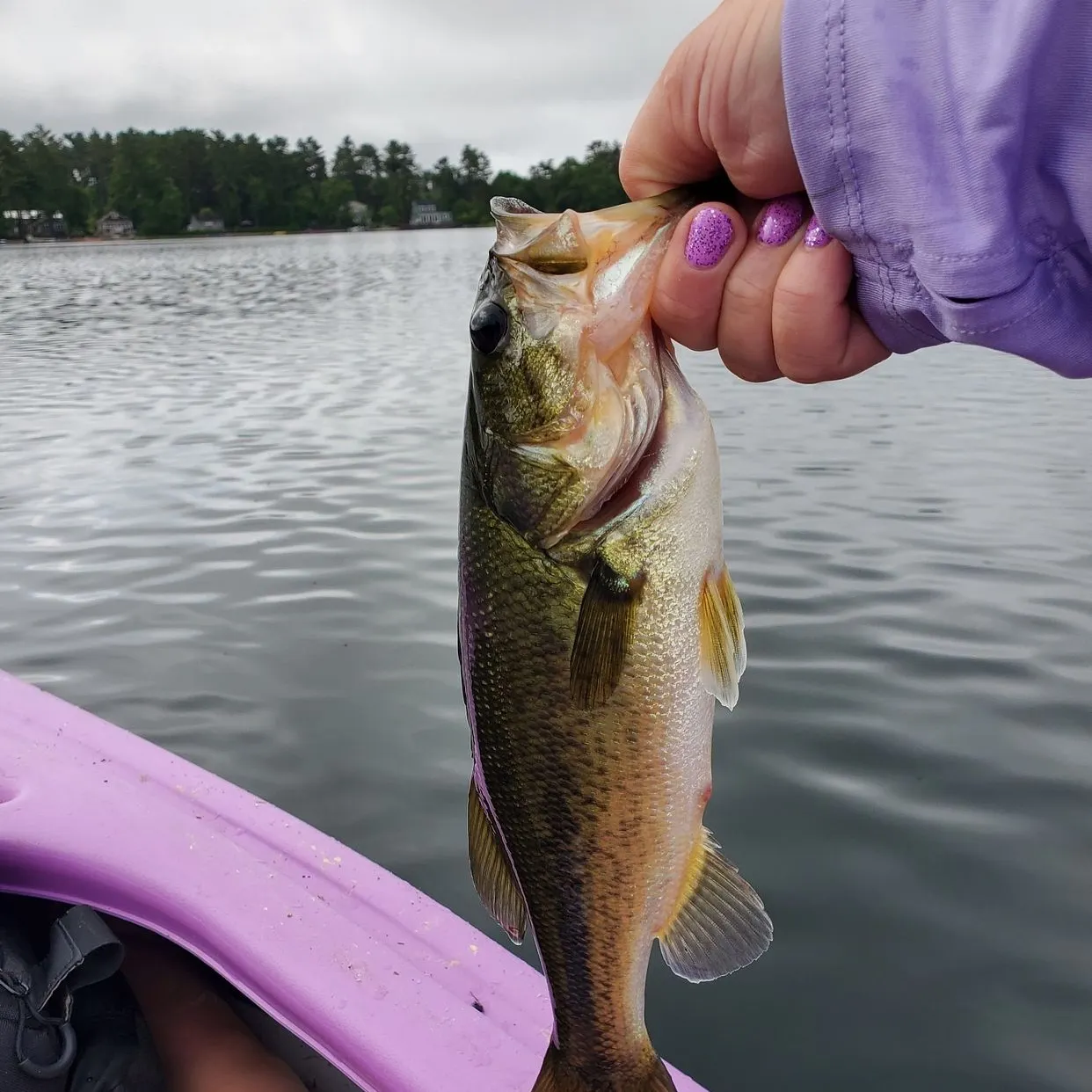 The most recent Smallmouth bass catches on Fishbrain
