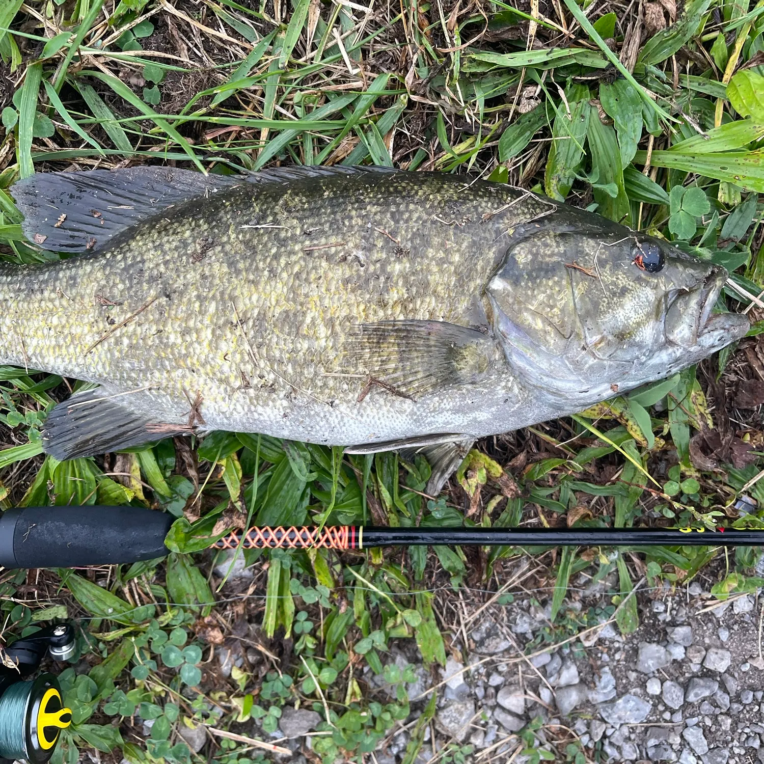 Smallmouth bass caught on Fishbrain