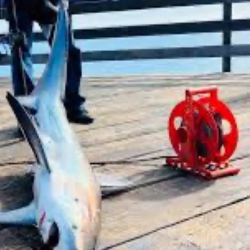 The most recent Common thresher catches on Fishbrain
