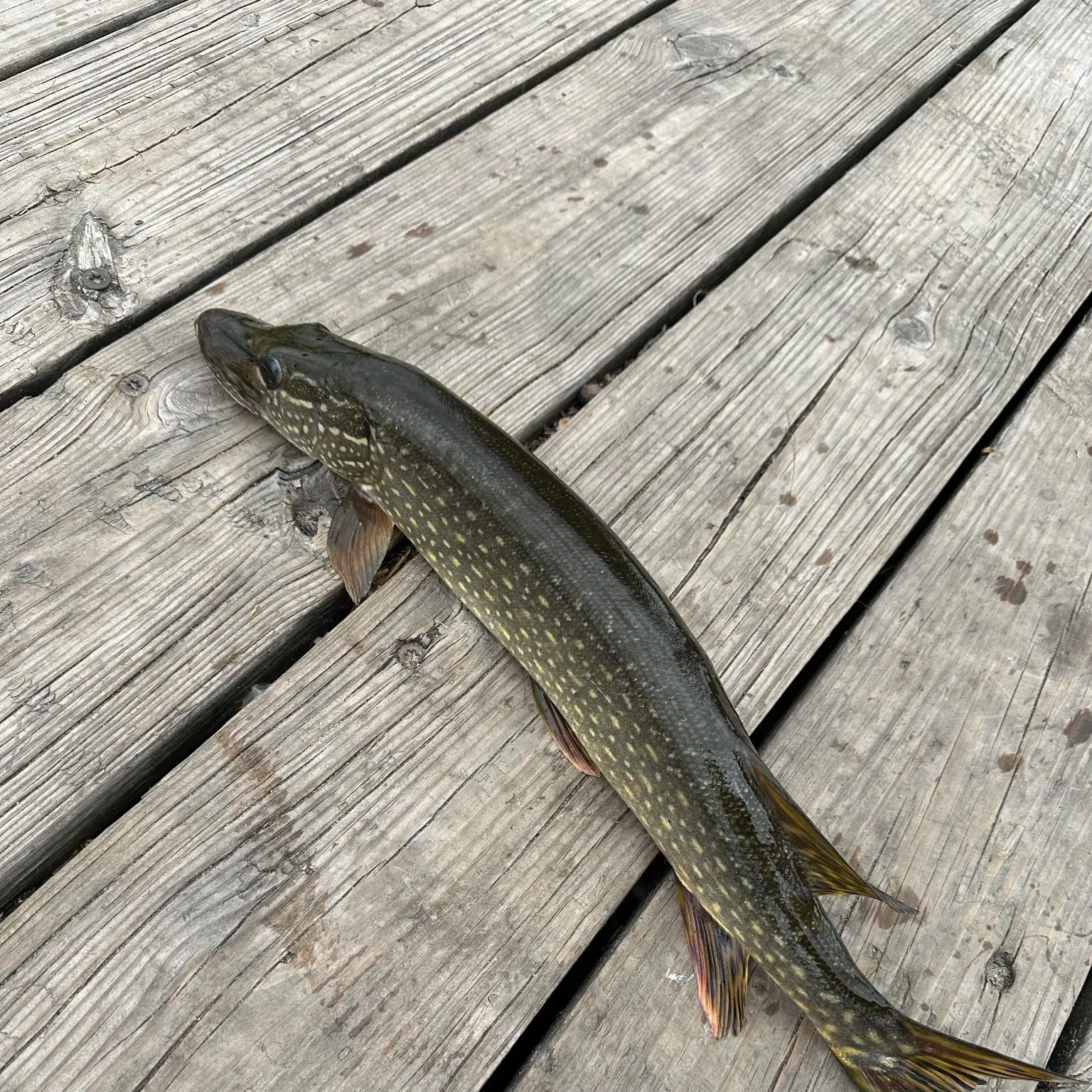 Northern pike caught on Fishbrain