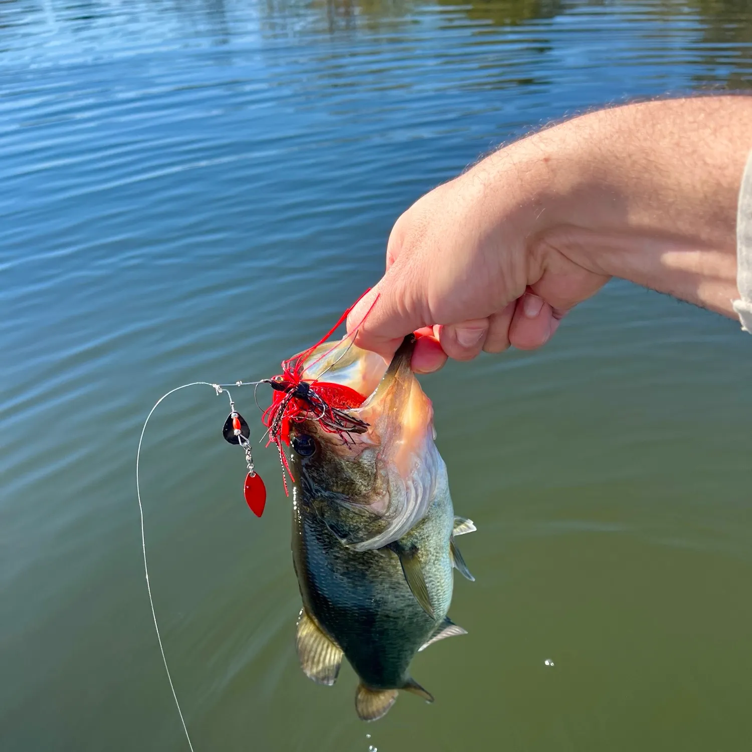 Largemouth bass caught on Fishbrain