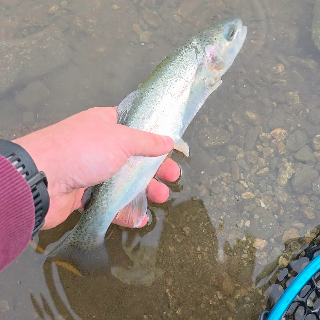 Rainbow trout caught on Fishbrain
