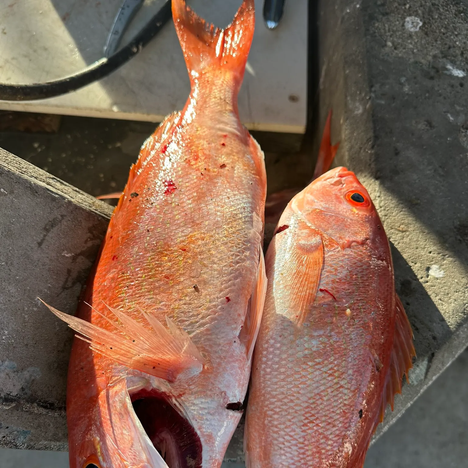 The most recent Vermilion snapper catches on Fishbrain