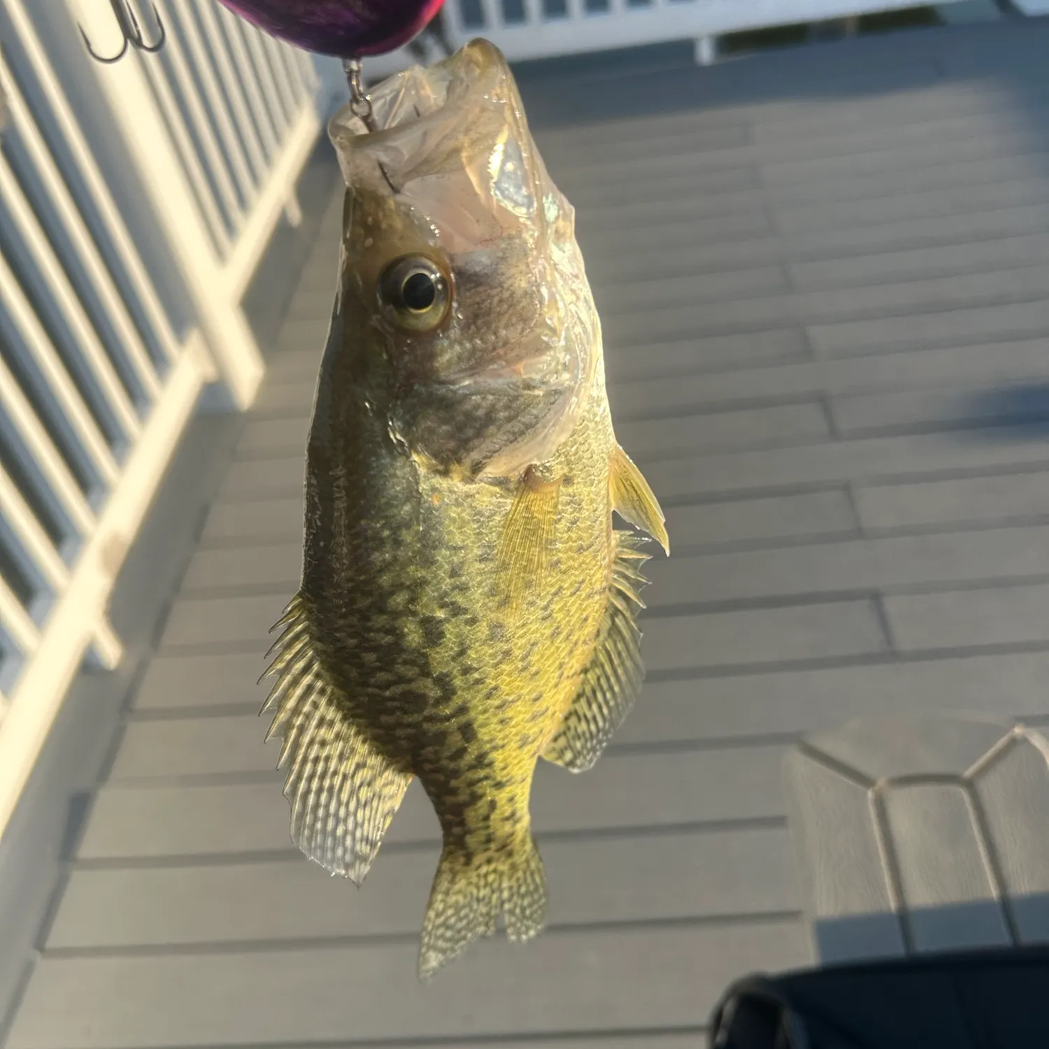 Black crappie caught on Fishbrain
