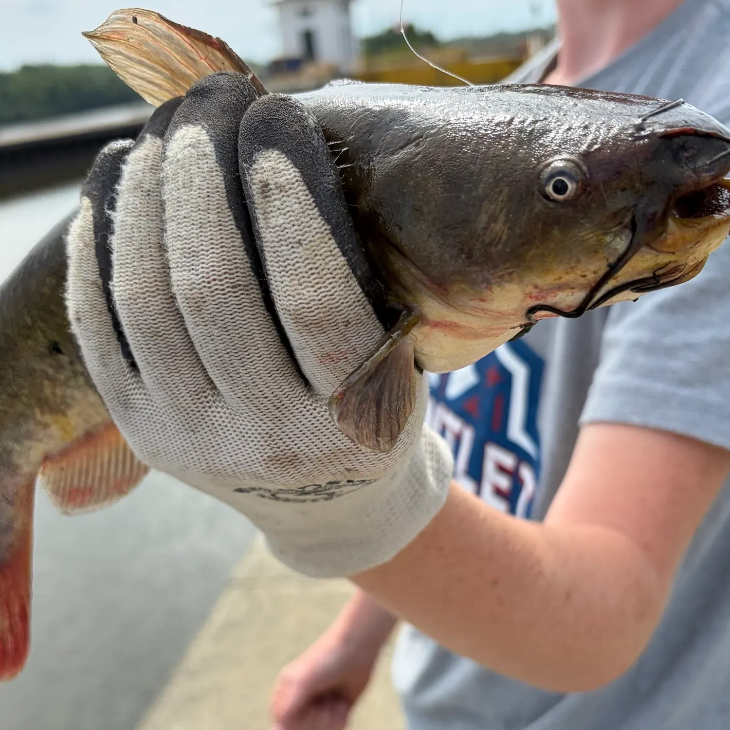 Brown bullhead caught on Fishbrain