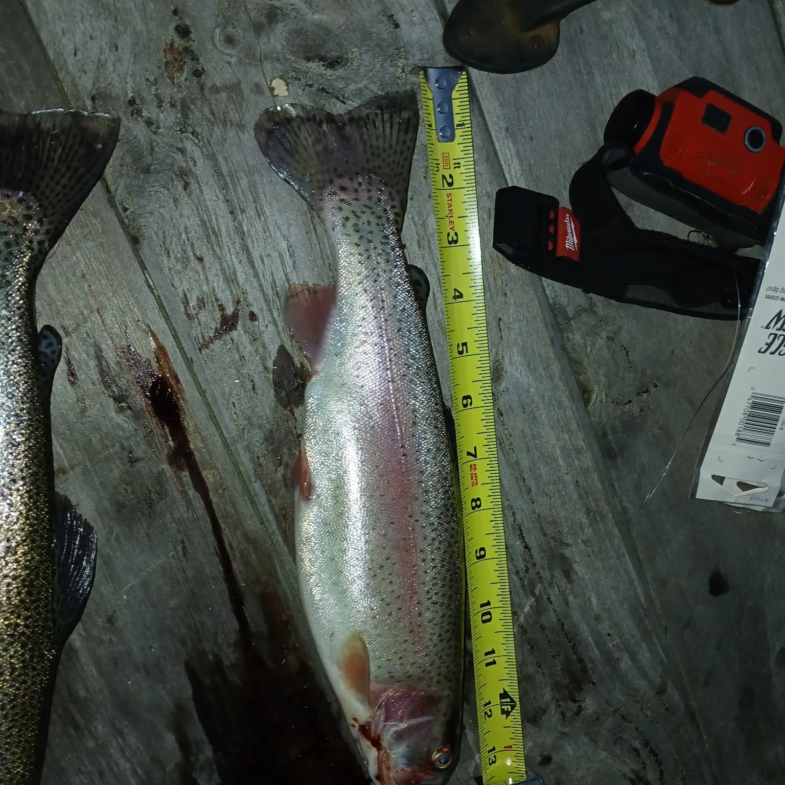 recently logged catches