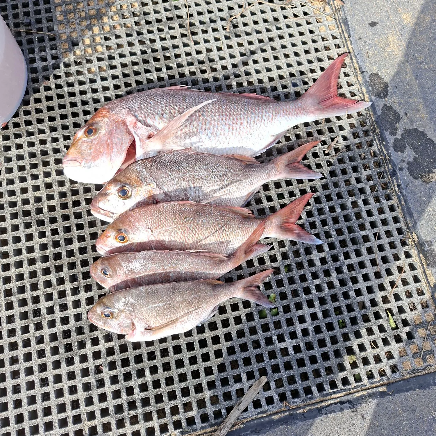 Australasian snapper caught on Fishbrain