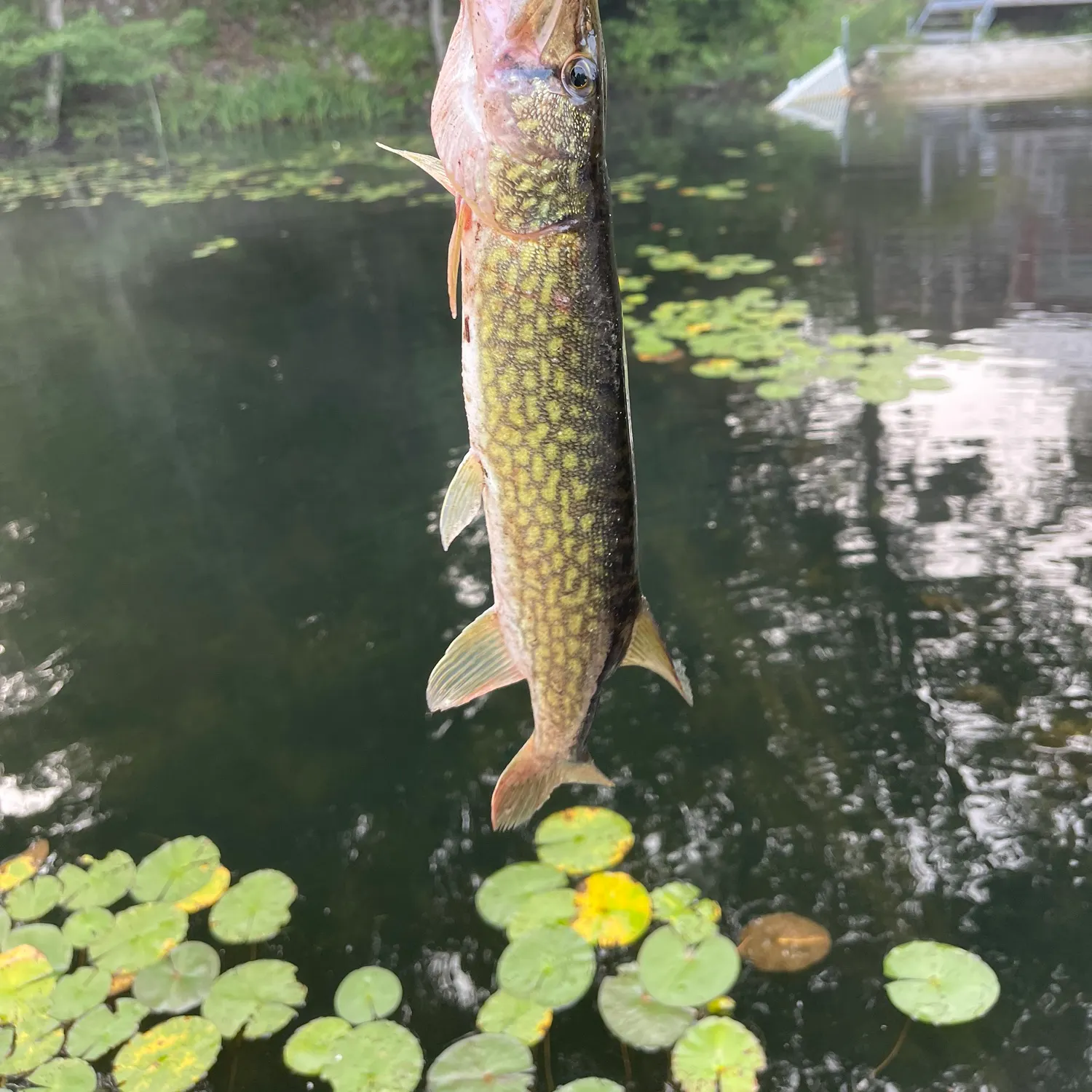 Chain pickerel caught on Fishbrain