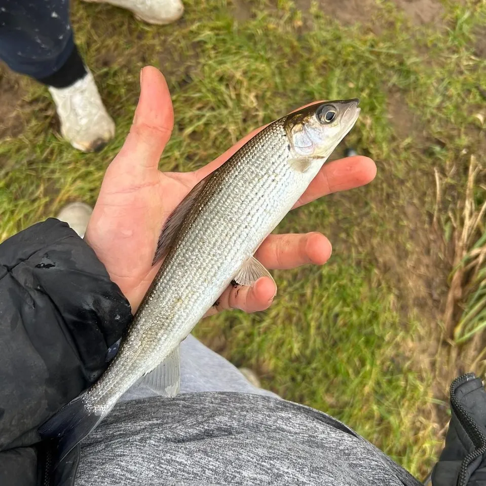 European grayling caught on Fishbrain