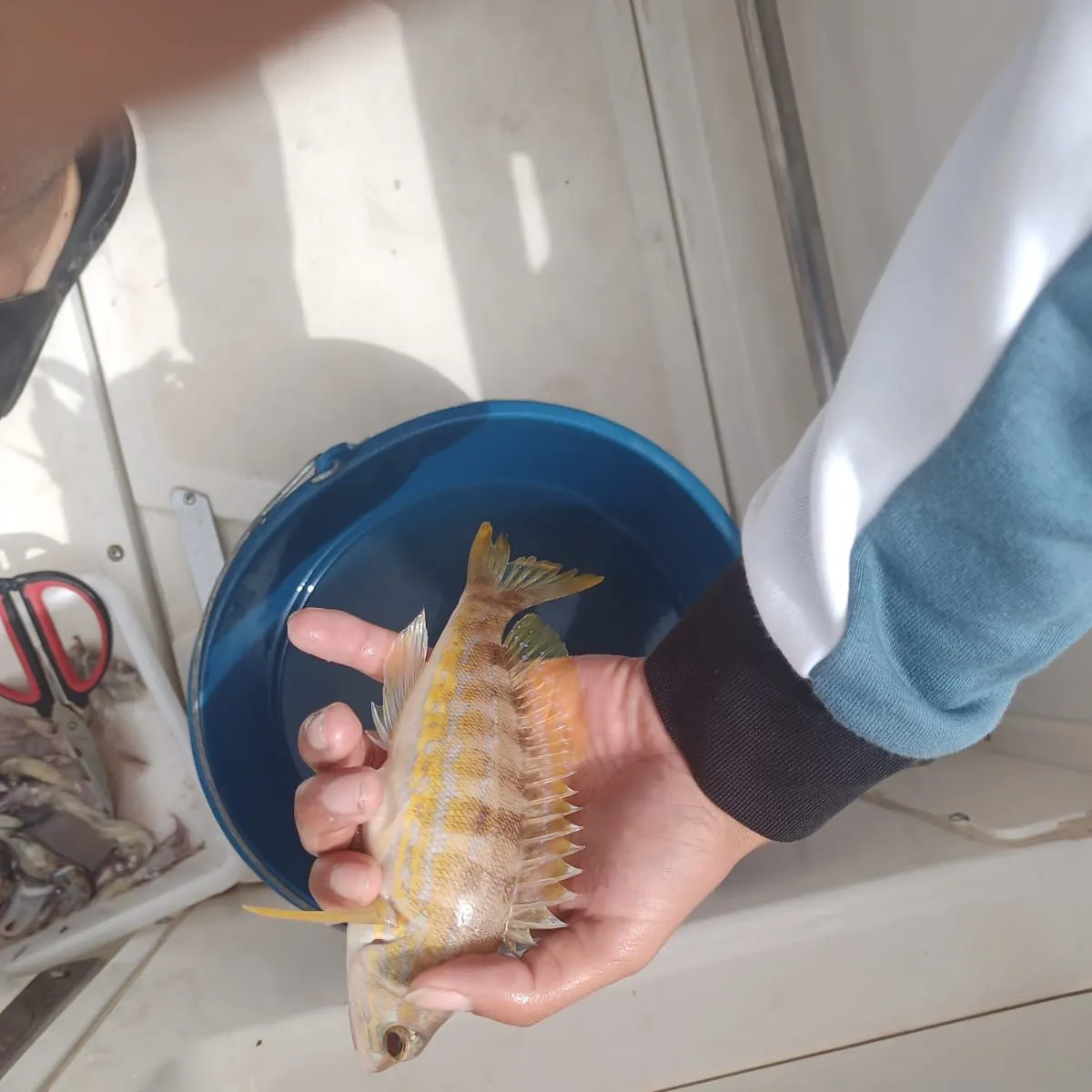The most recent Spotted grouper catches on Fishbrain