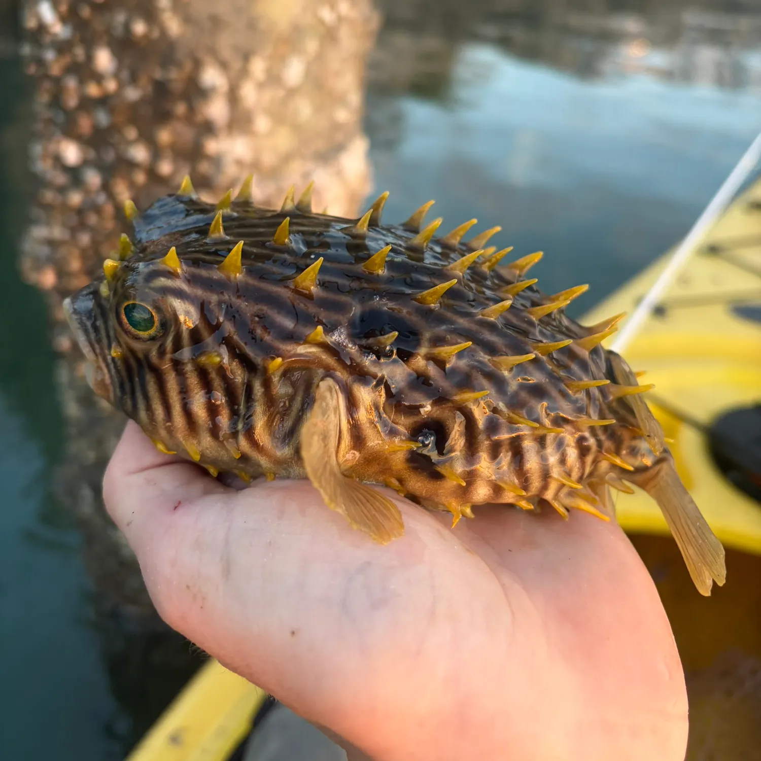 The most recent Striped burrfish catches on Fishbrain