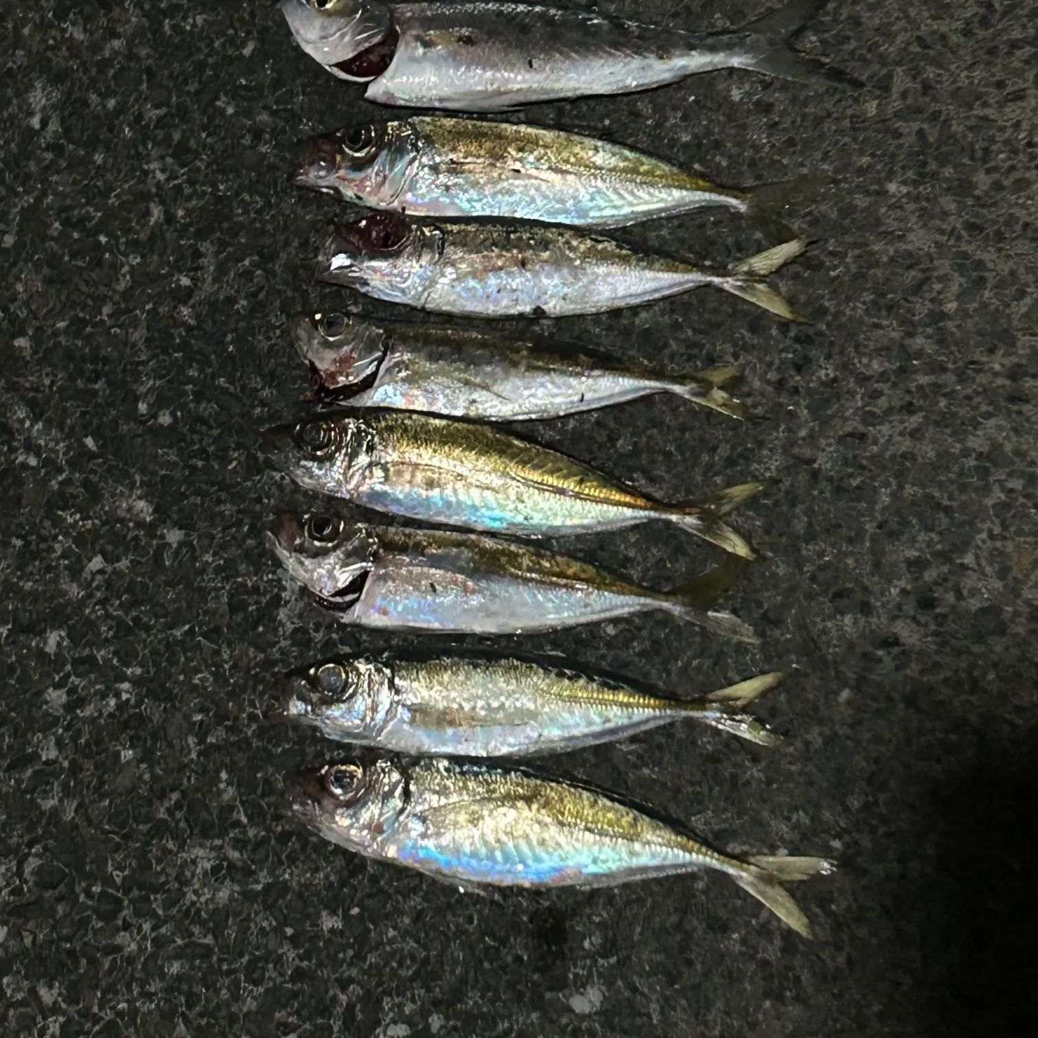 The most recent Greenback horse mackerel catches on Fishbrain