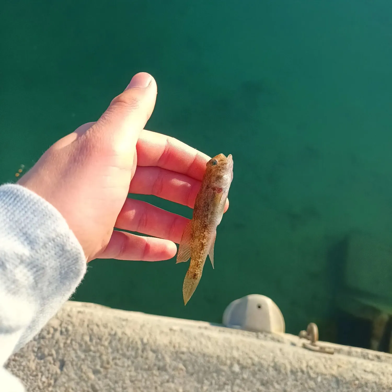 The most recent Great white shark catches on Fishbrain