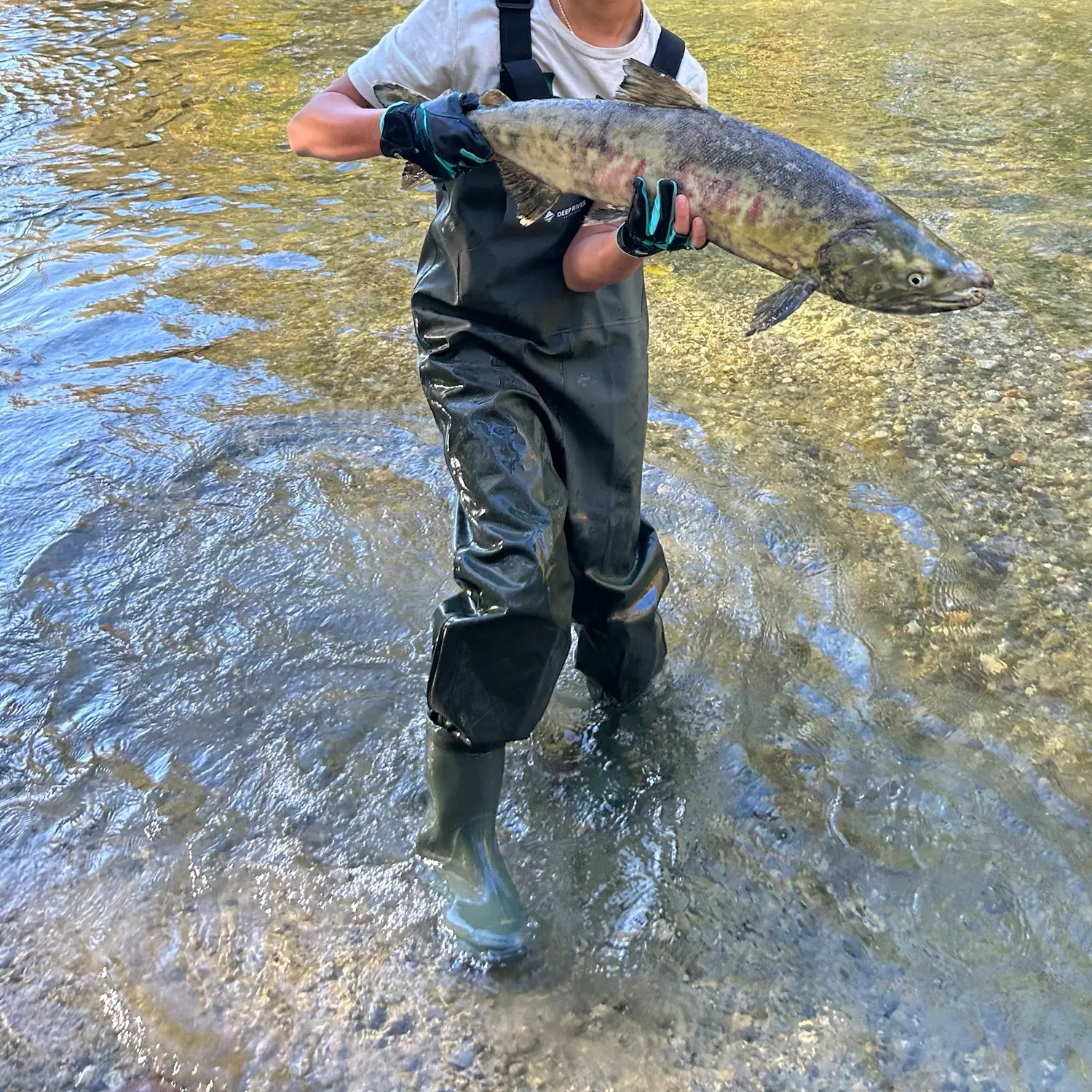 Chum salmon caught on Fishbrain