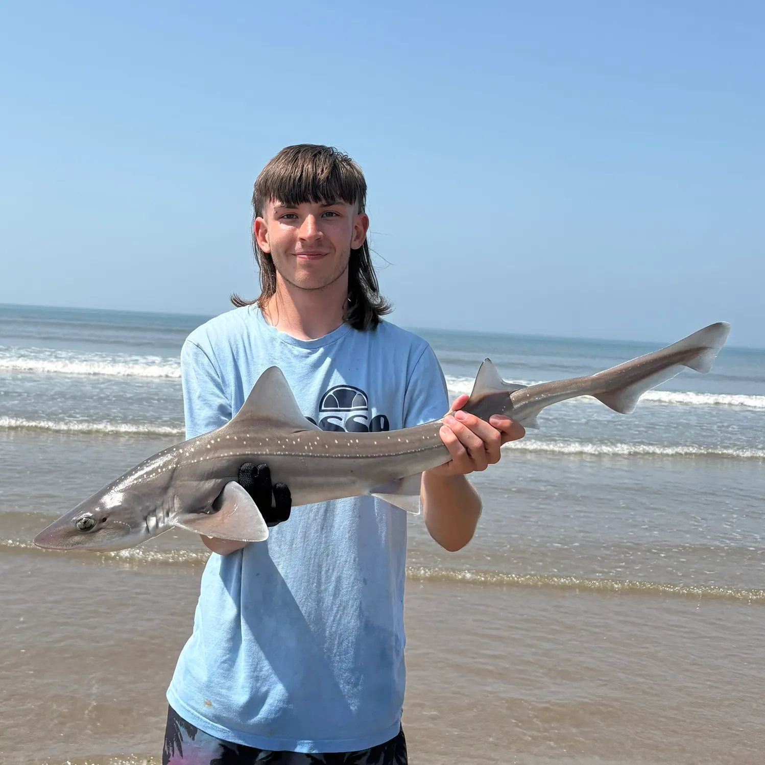 The most recent Starry smooth-hound catches on Fishbrain