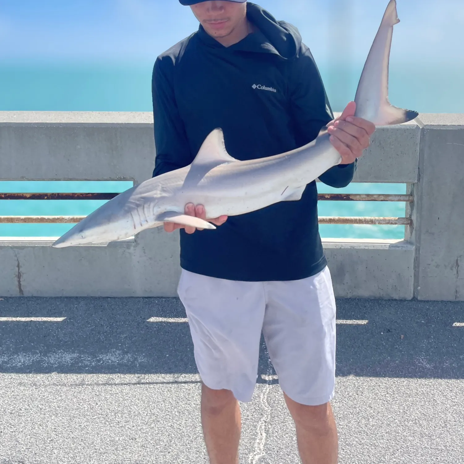 The most recent Blacktip shark catches on Fishbrain