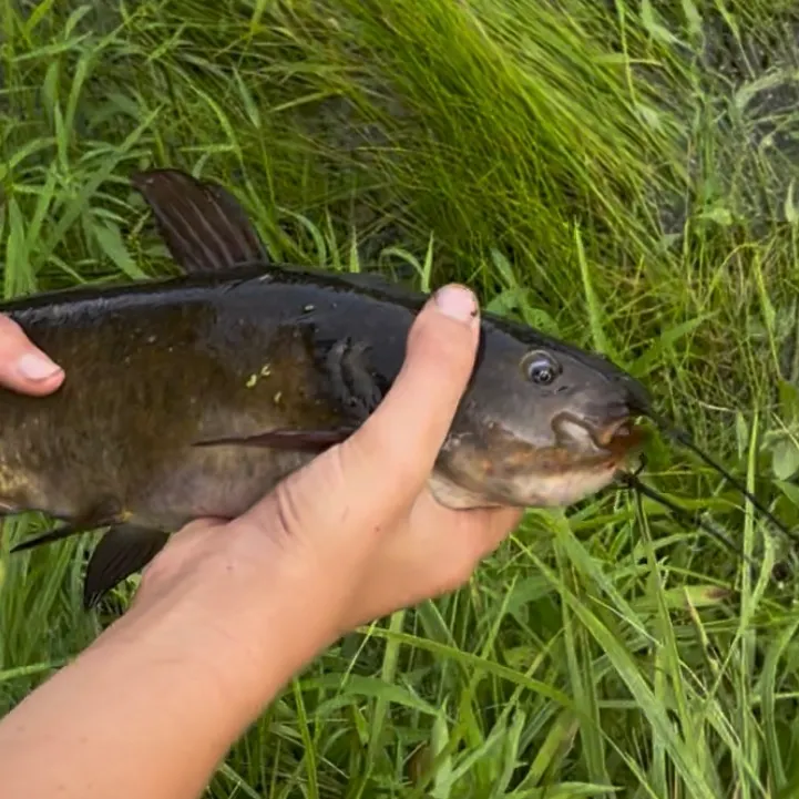 Black bullhead caught on Fishbrain