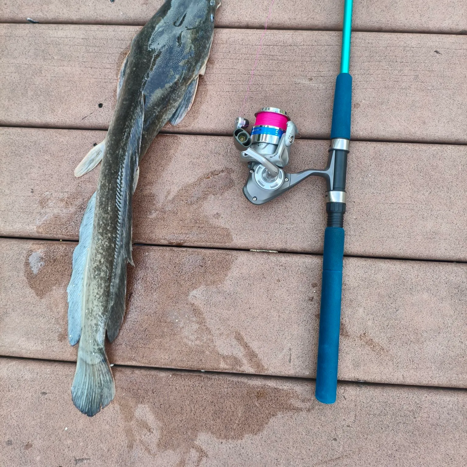 Flathead catfish caught on Fishbrain
