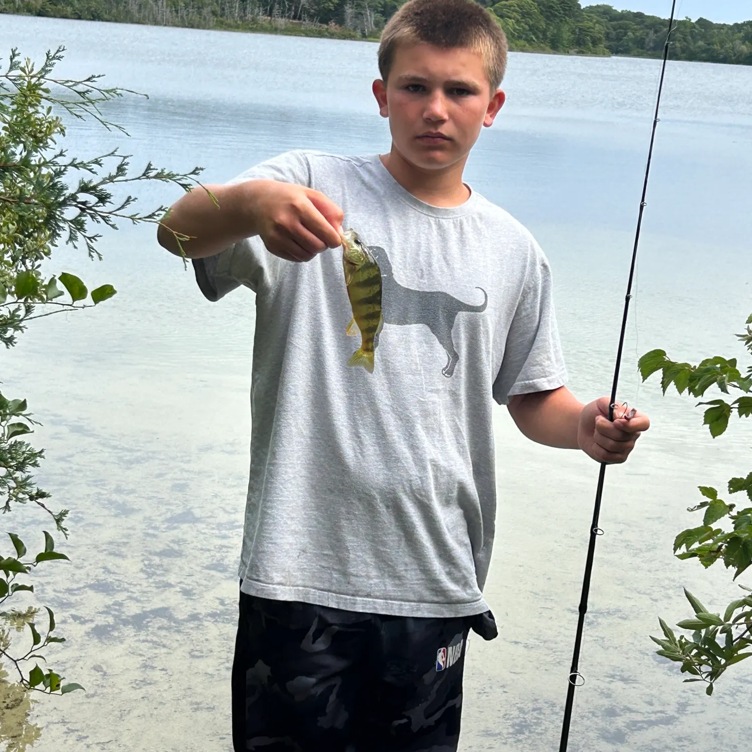 Yellow perch caught on Fishbrain