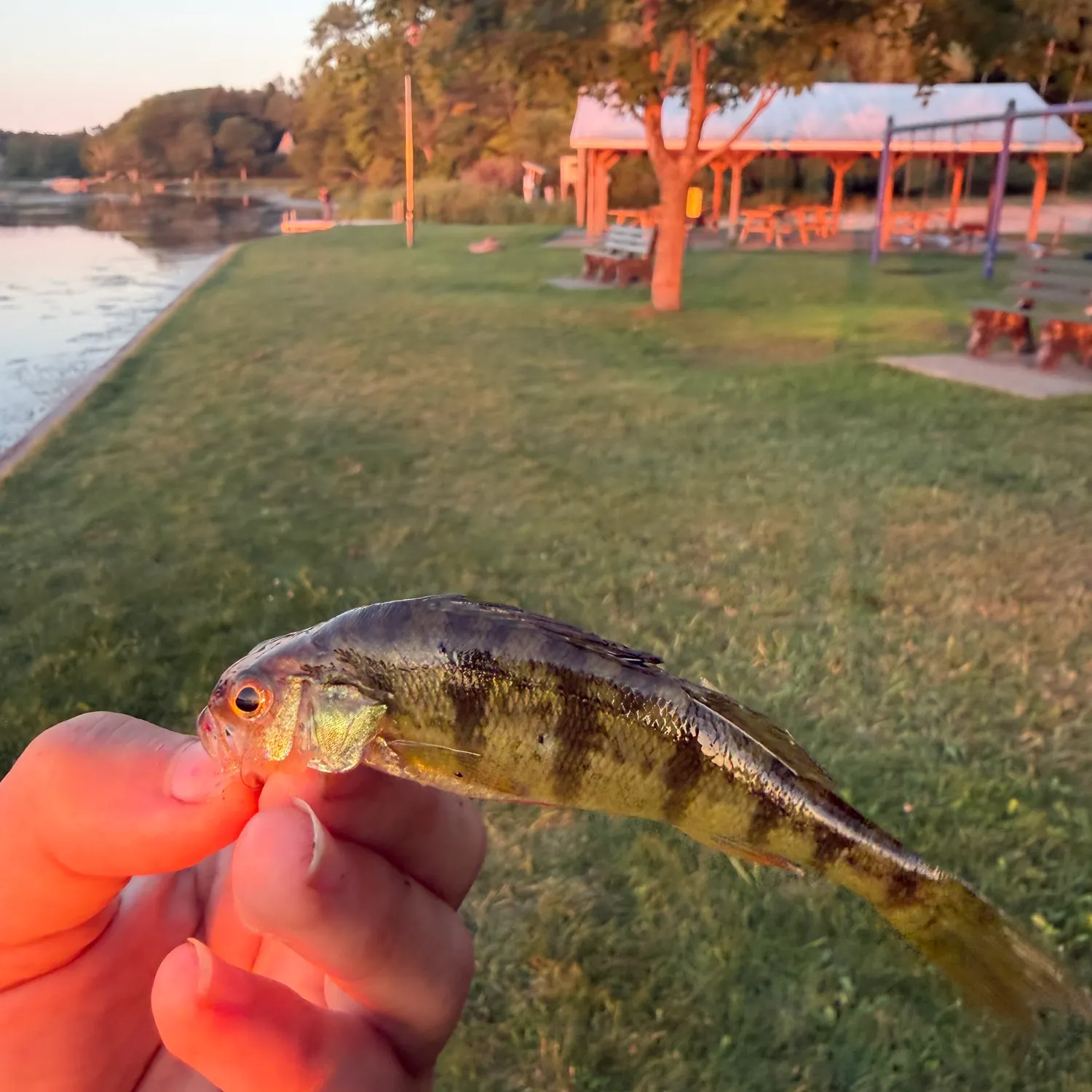 Yellow perch caught on Fishbrain