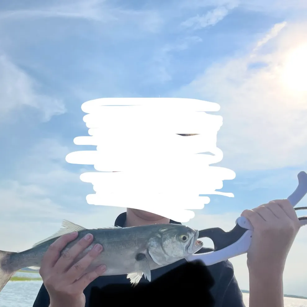 The most recent Bluefish catches on Fishbrain