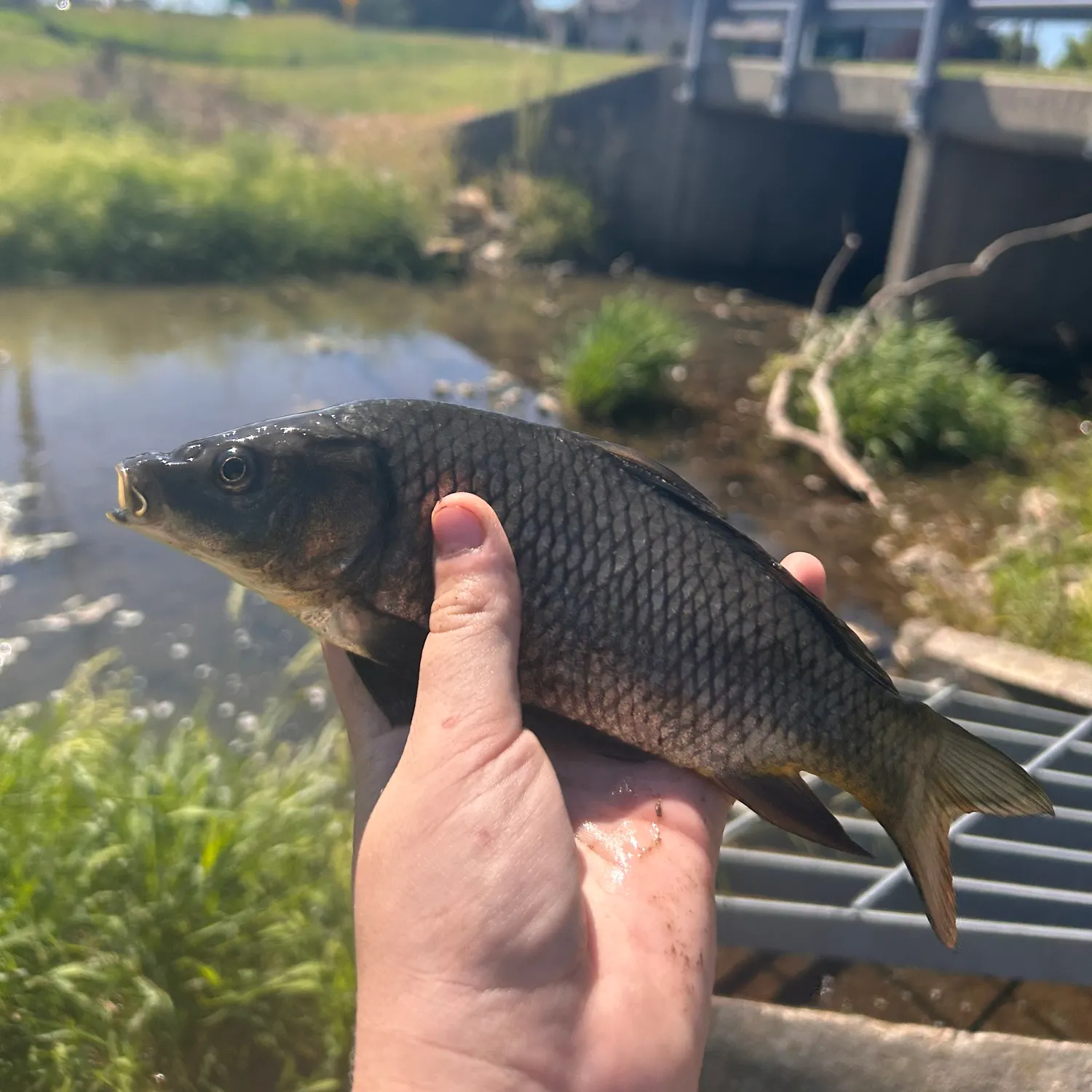 Common carp caught on Fishbrain