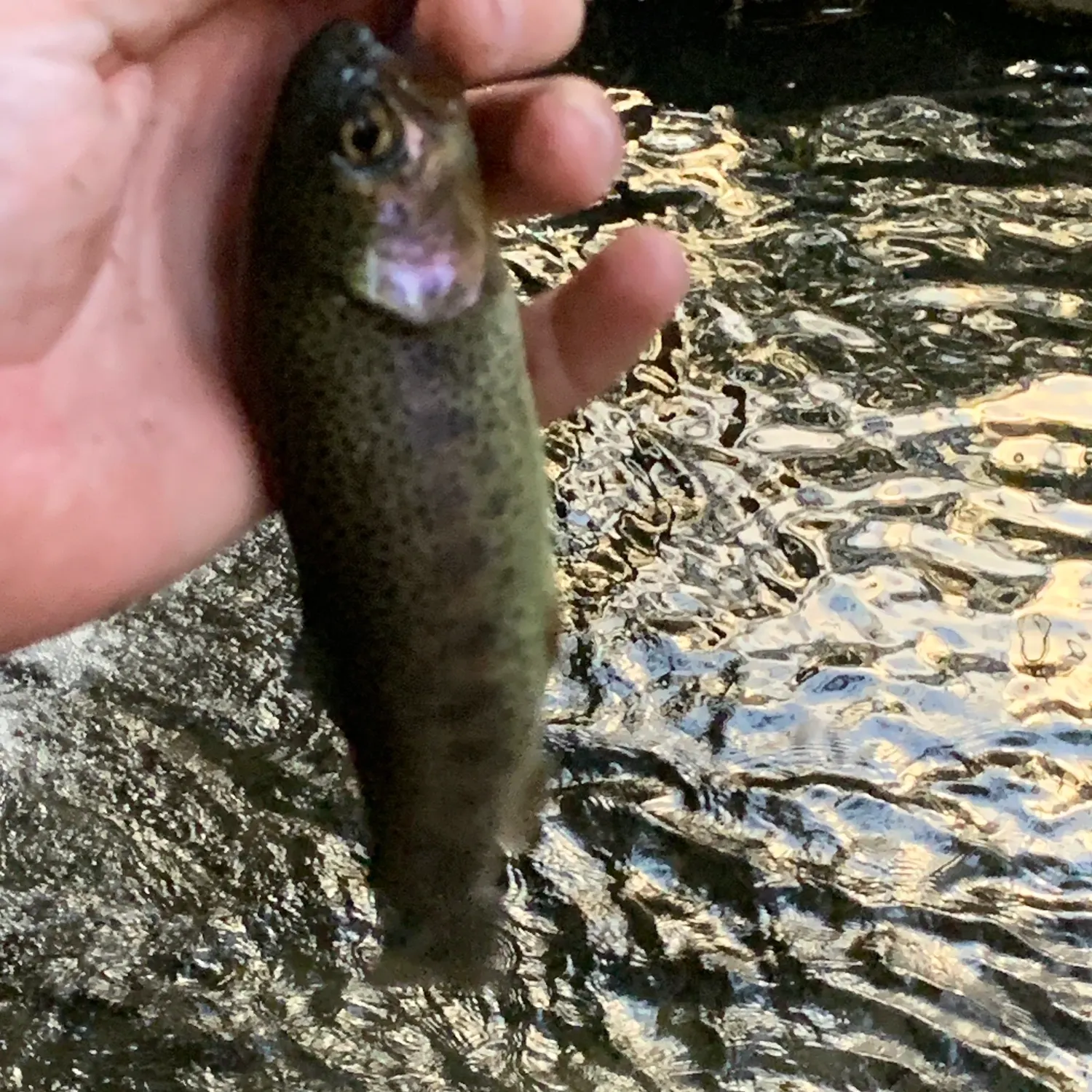 Coastal rainbow trout caught on Fishbrain