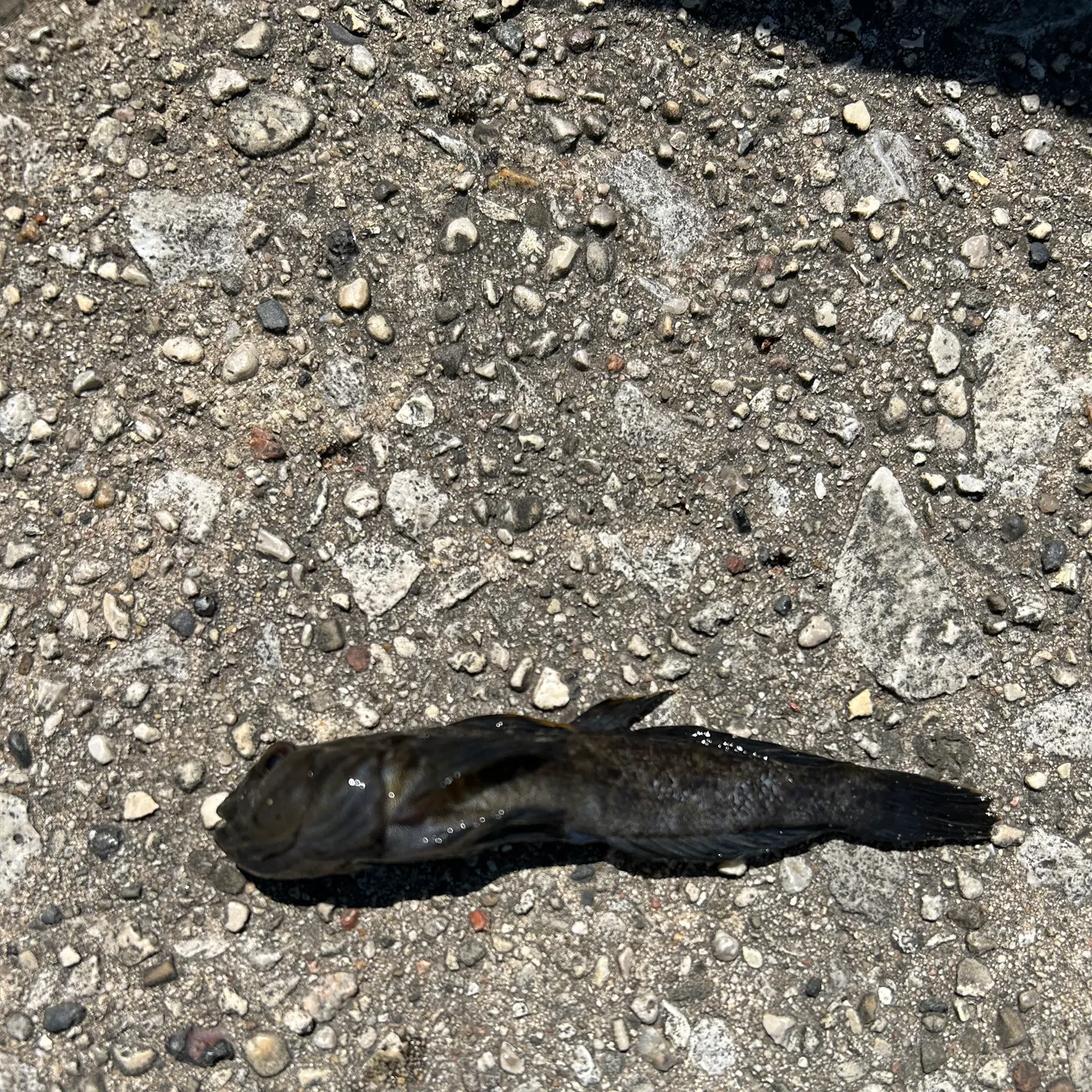 The most recent Round goby catches on Fishbrain