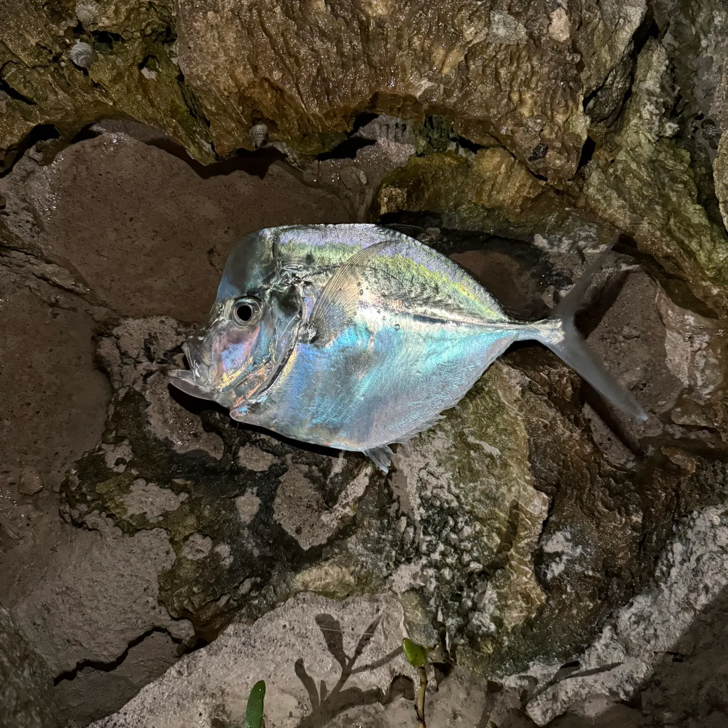 The most recent Lookdown catches on Fishbrain