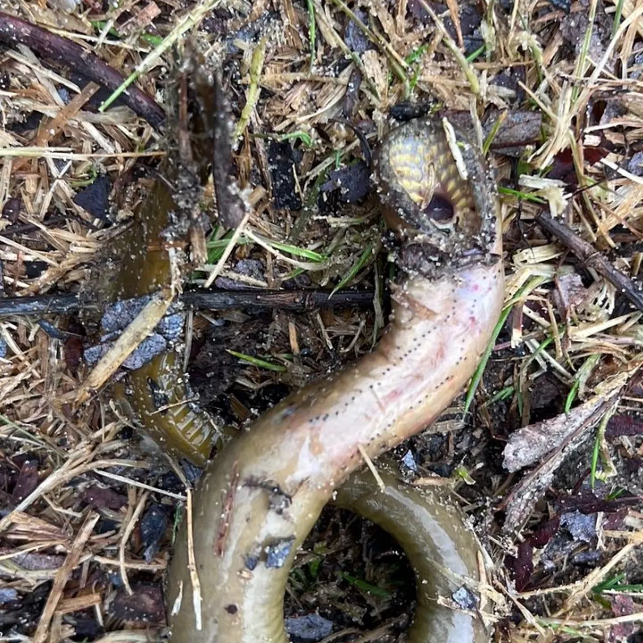The most recent Sea lamprey catches on Fishbrain