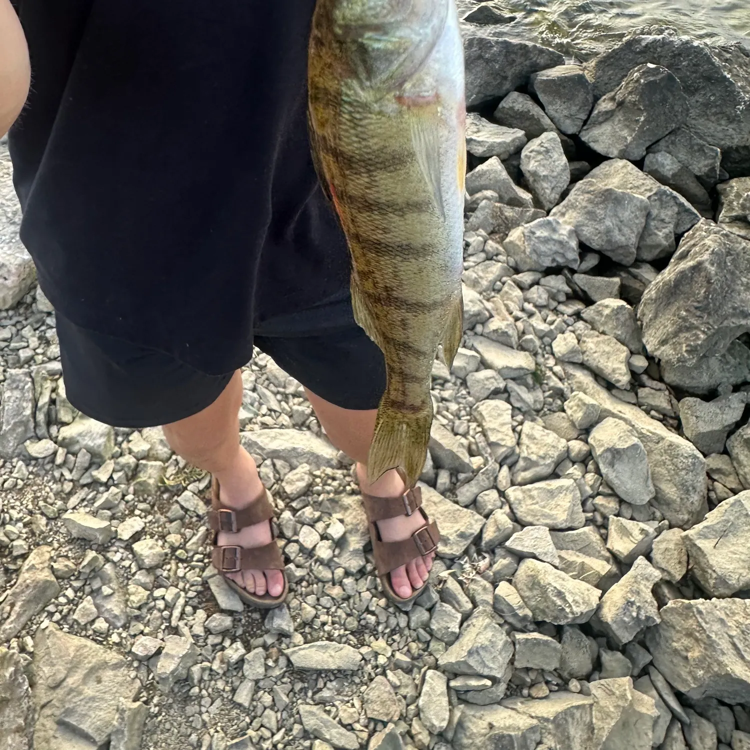 Common logperch caught on Fishbrain