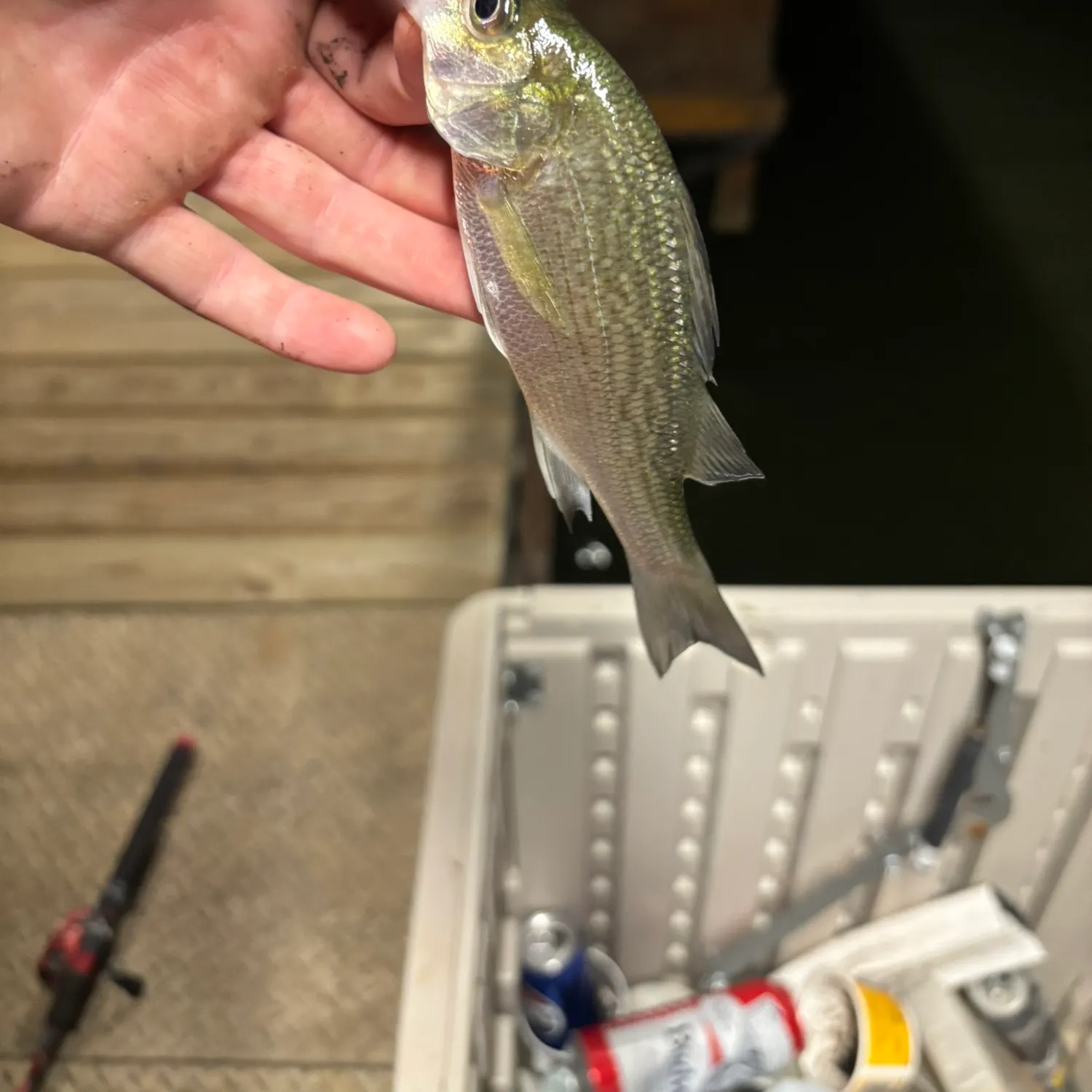 White perch caught on Fishbrain