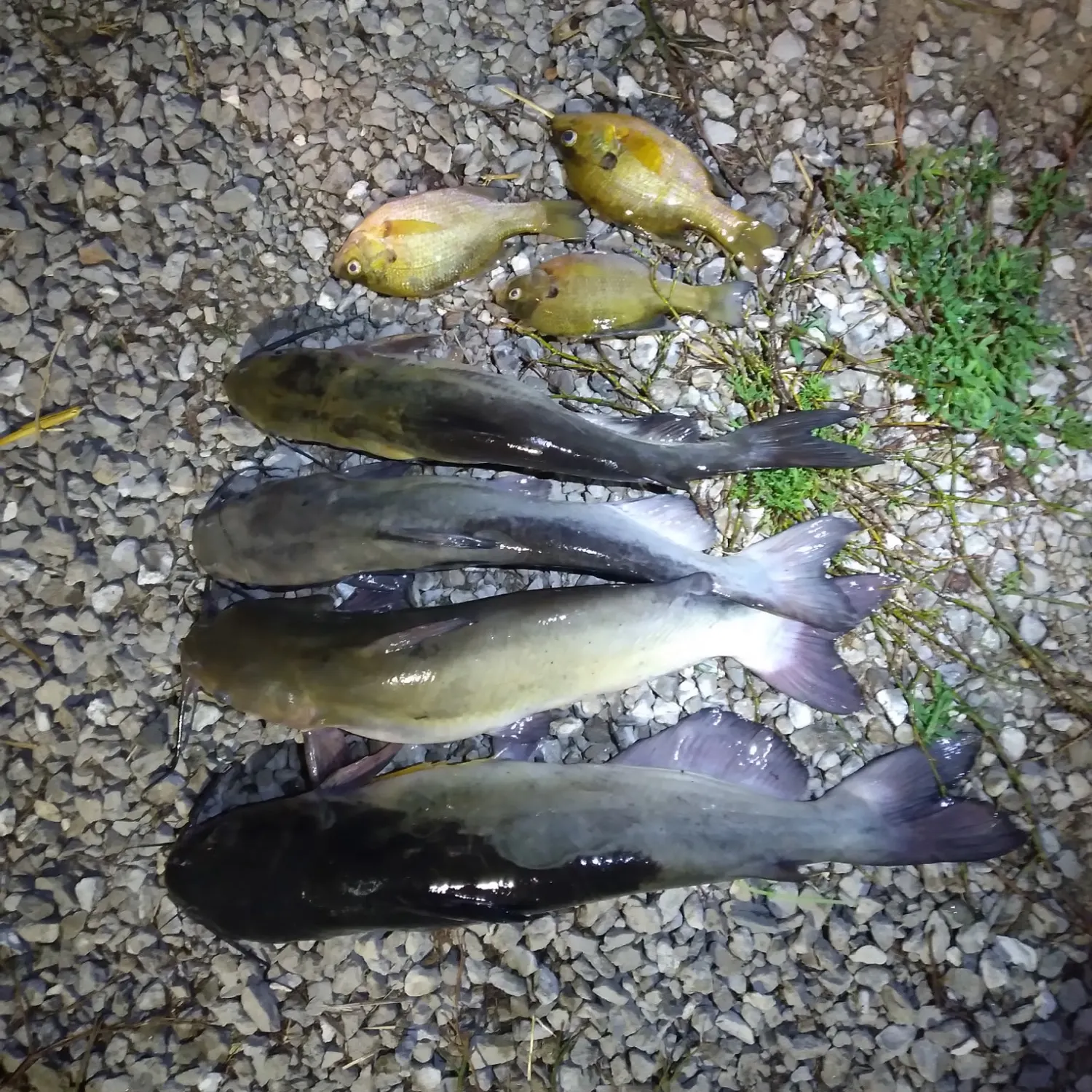 Channel catfish caught on Fishbrain