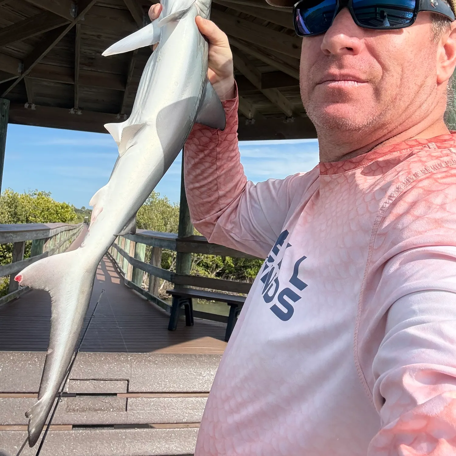 The most recent Blacktip shark catches on Fishbrain