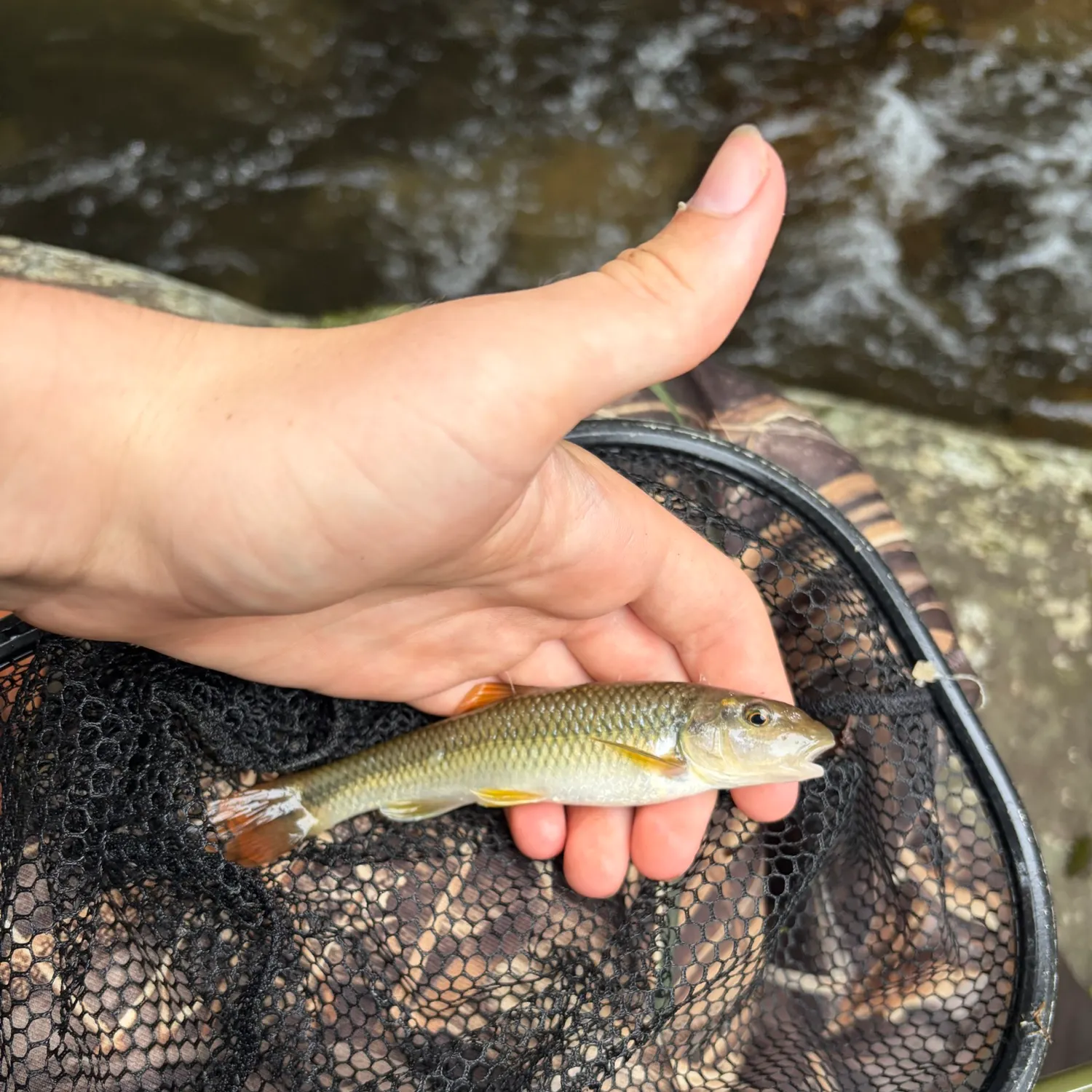 River chub caught on Fishbrain