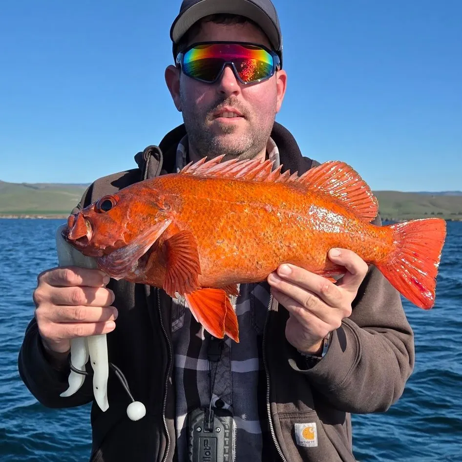 The most recent Canary rockfish catches on Fishbrain