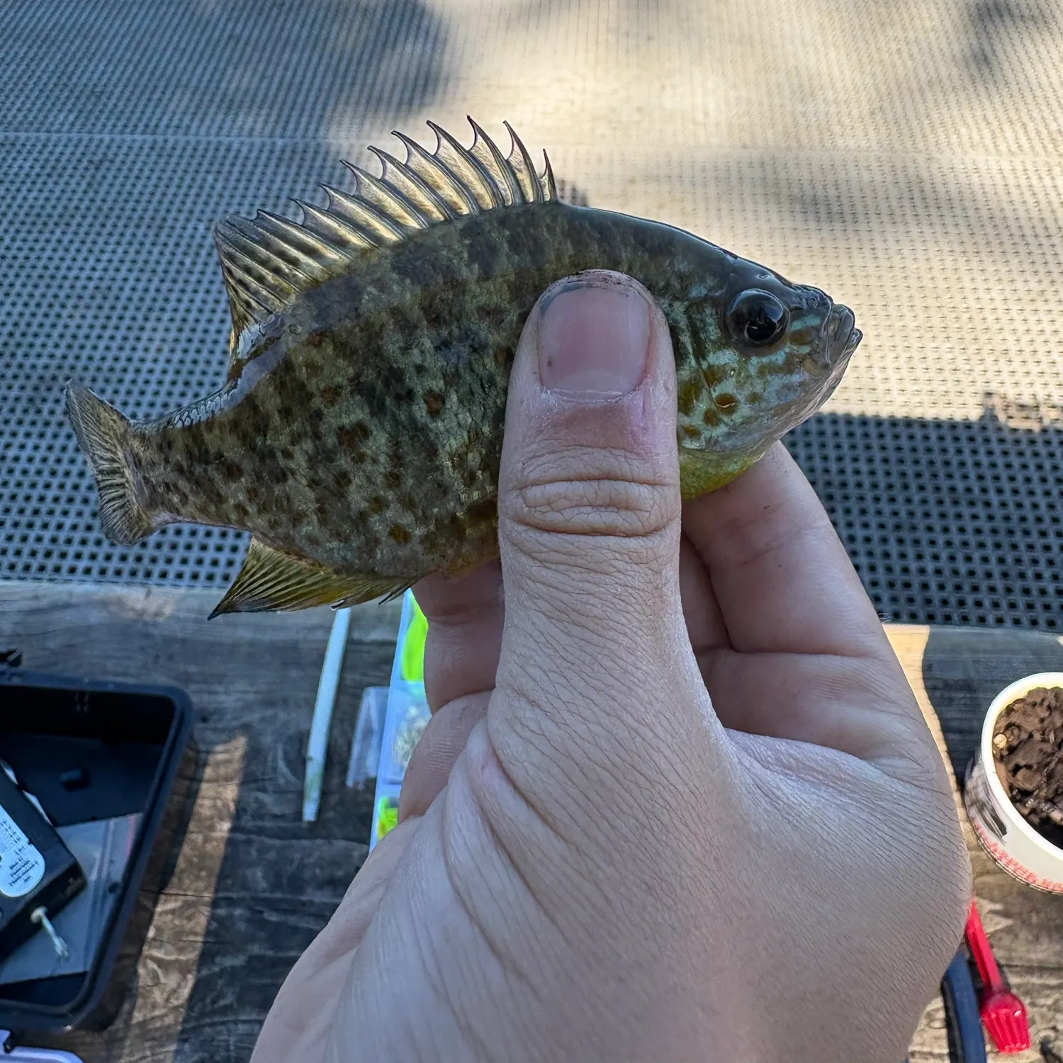 catch