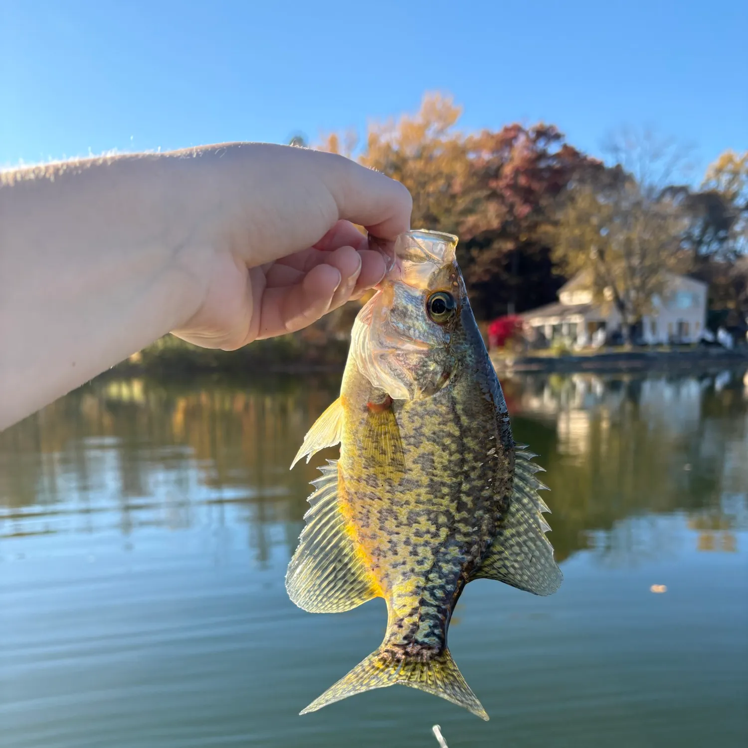 Black crappie caught on Fishbrain