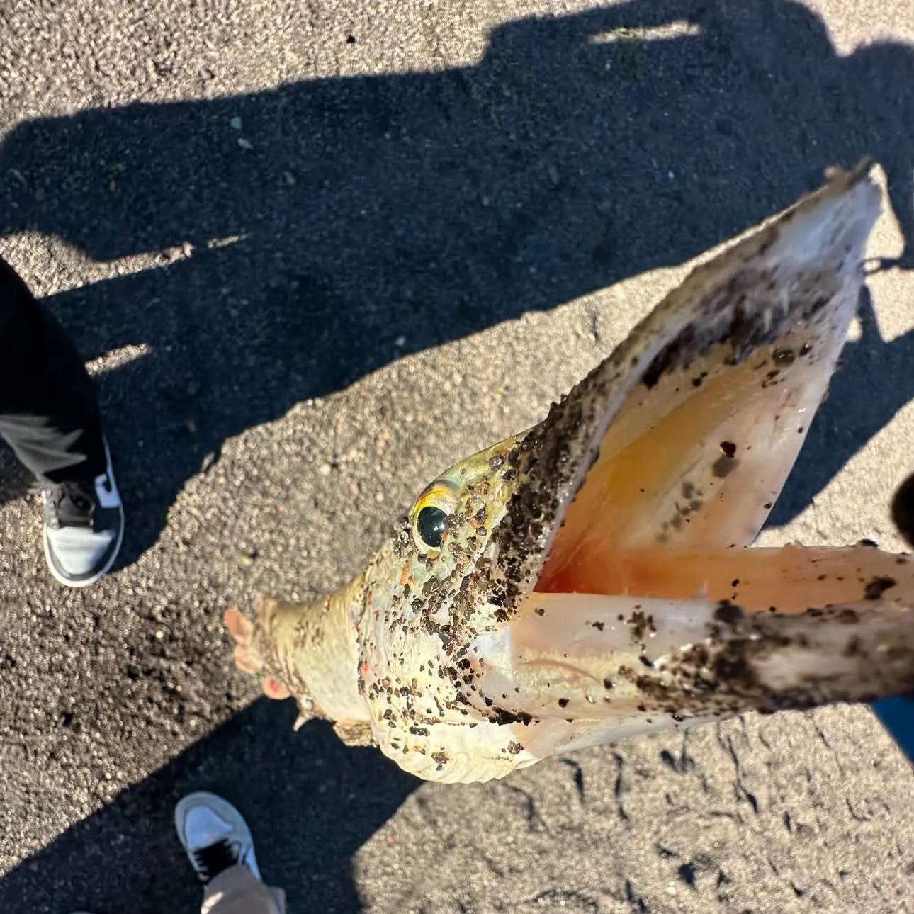 catch