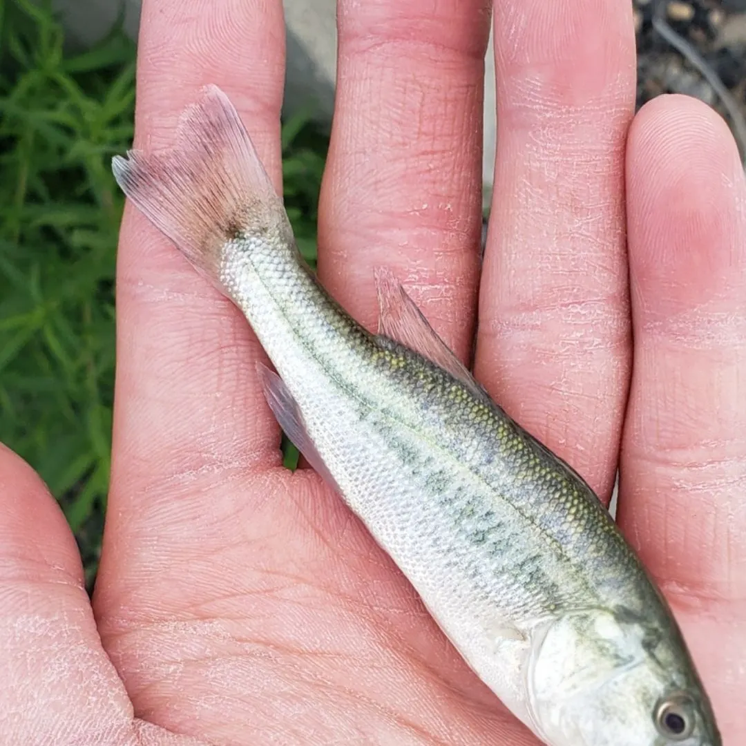 The most recent Great white shark catches on Fishbrain