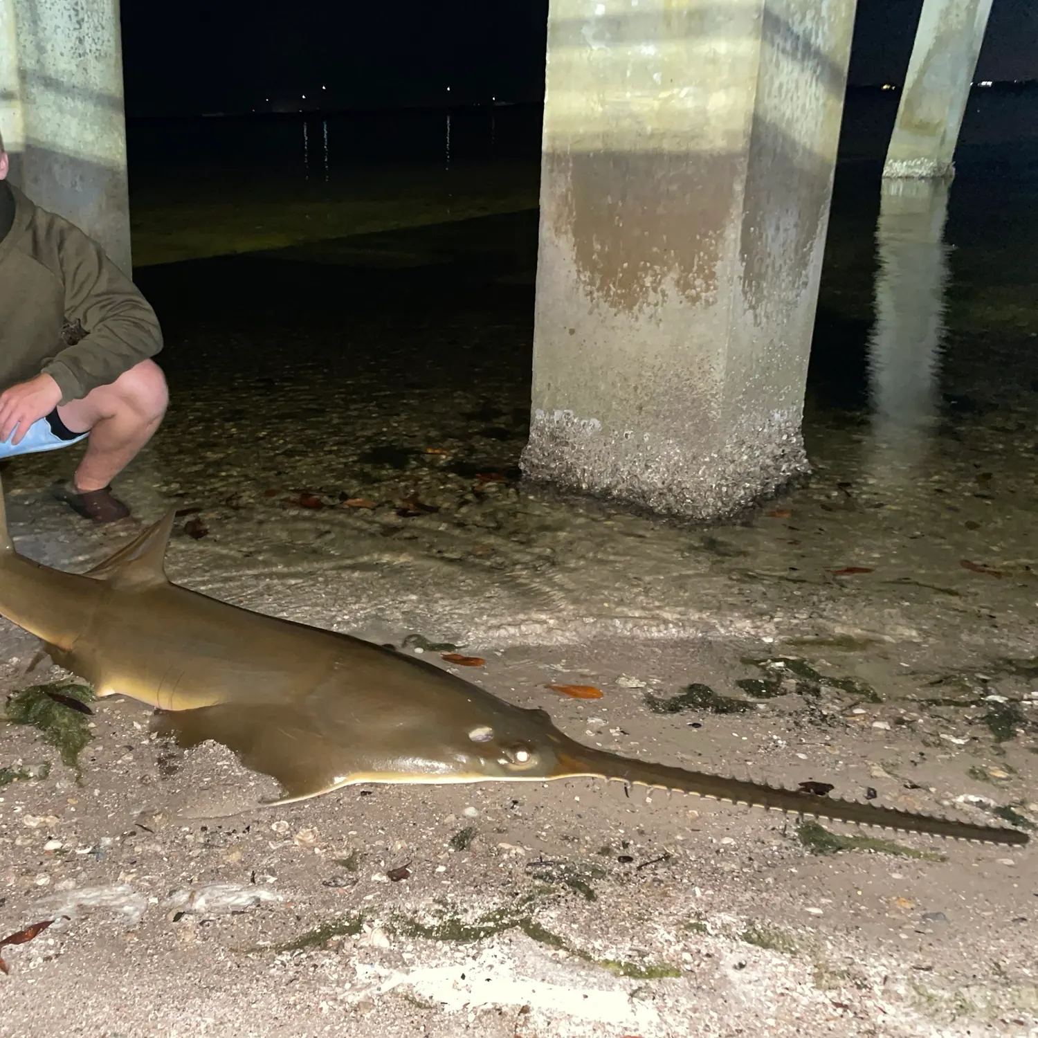 The most recent Smalltooth sawfish catches on Fishbrain