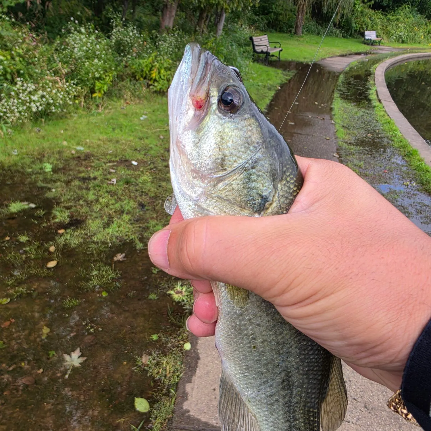 Largemouth bass caught on Fishbrain