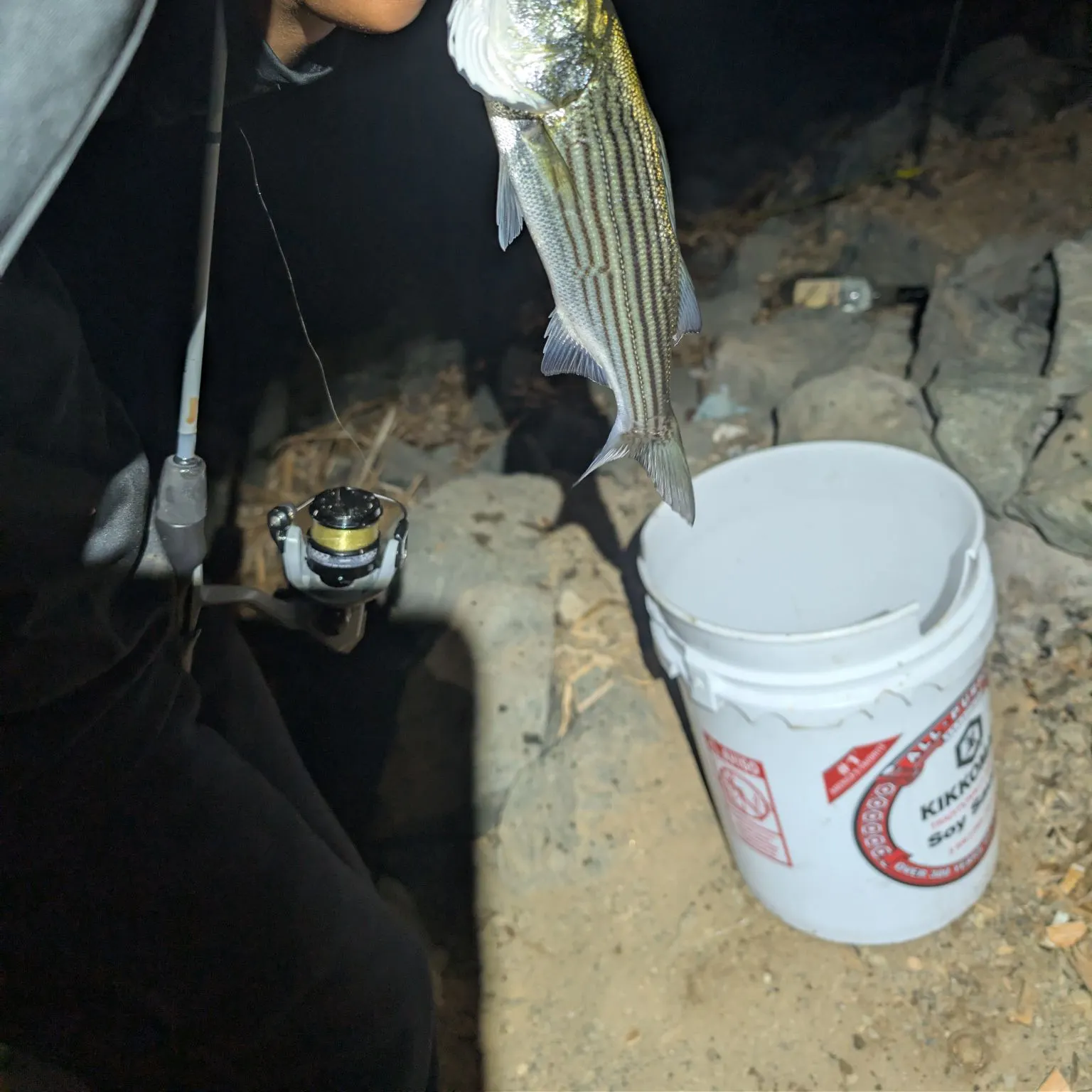Striped bass caught on Fishbrain