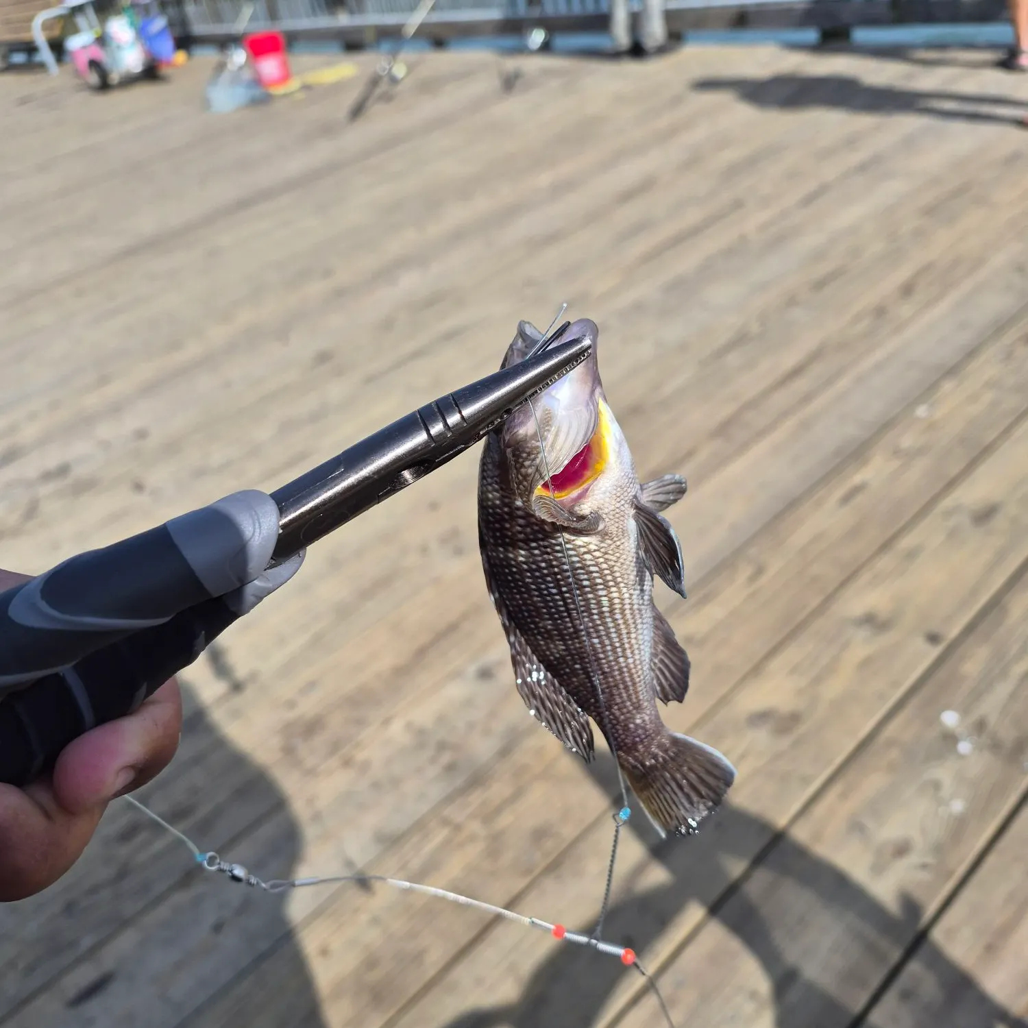 Black sea bass caught on Fishbrain