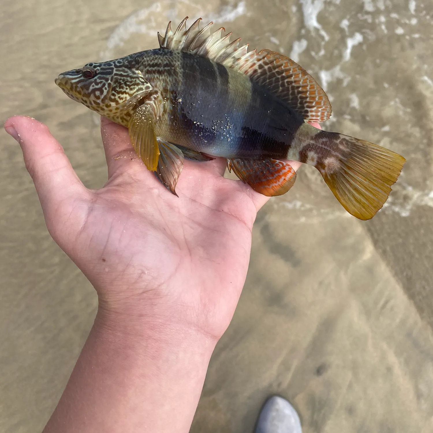 The most recent Painted comber catches on Fishbrain