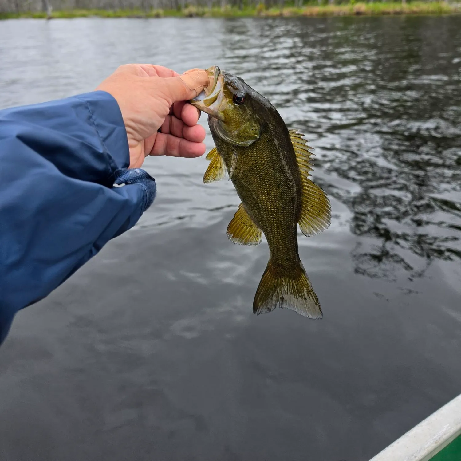 The most recent Smallmouth bass catches on Fishbrain