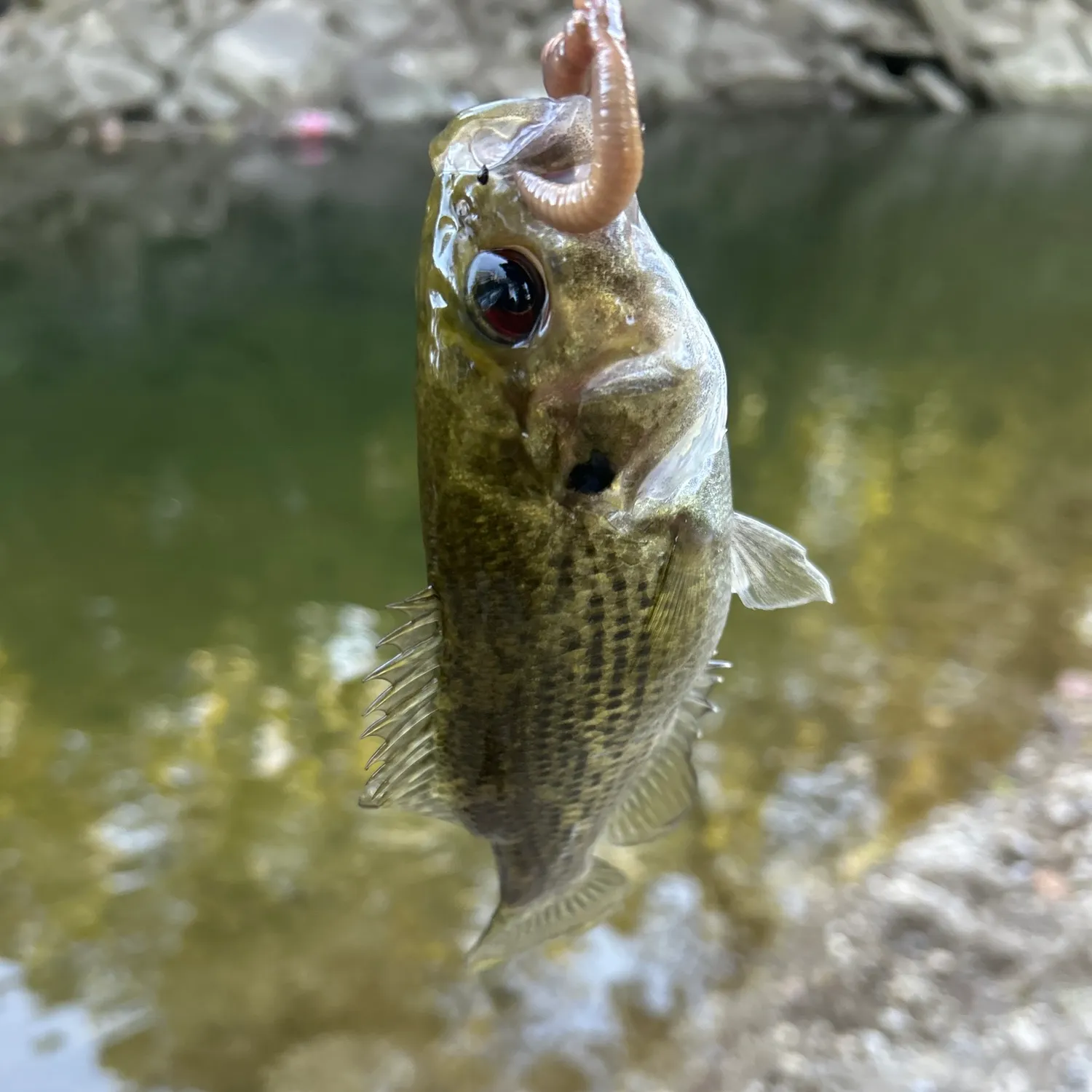 Rock bass caught on Fishbrain